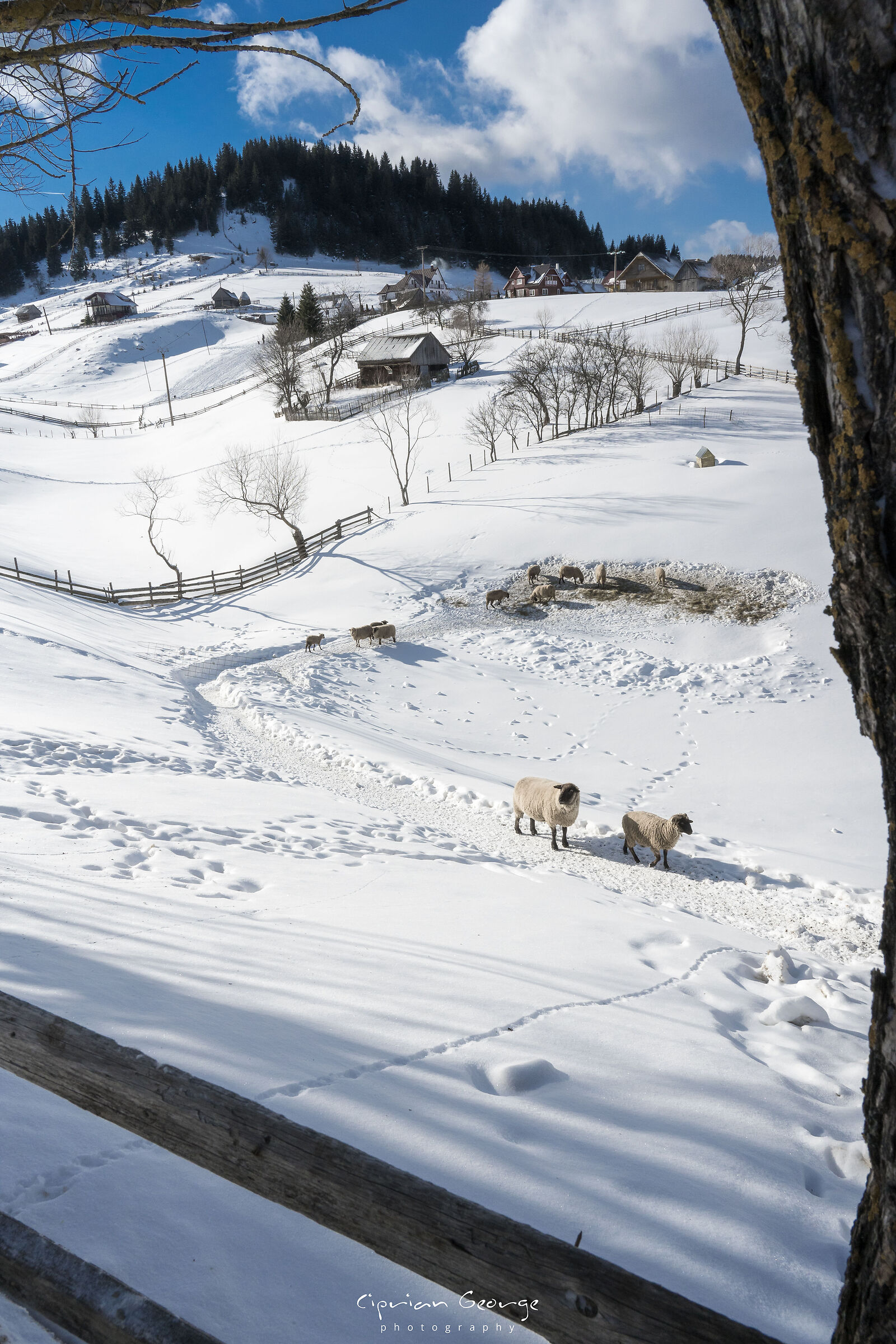 Umore invernale carpatico