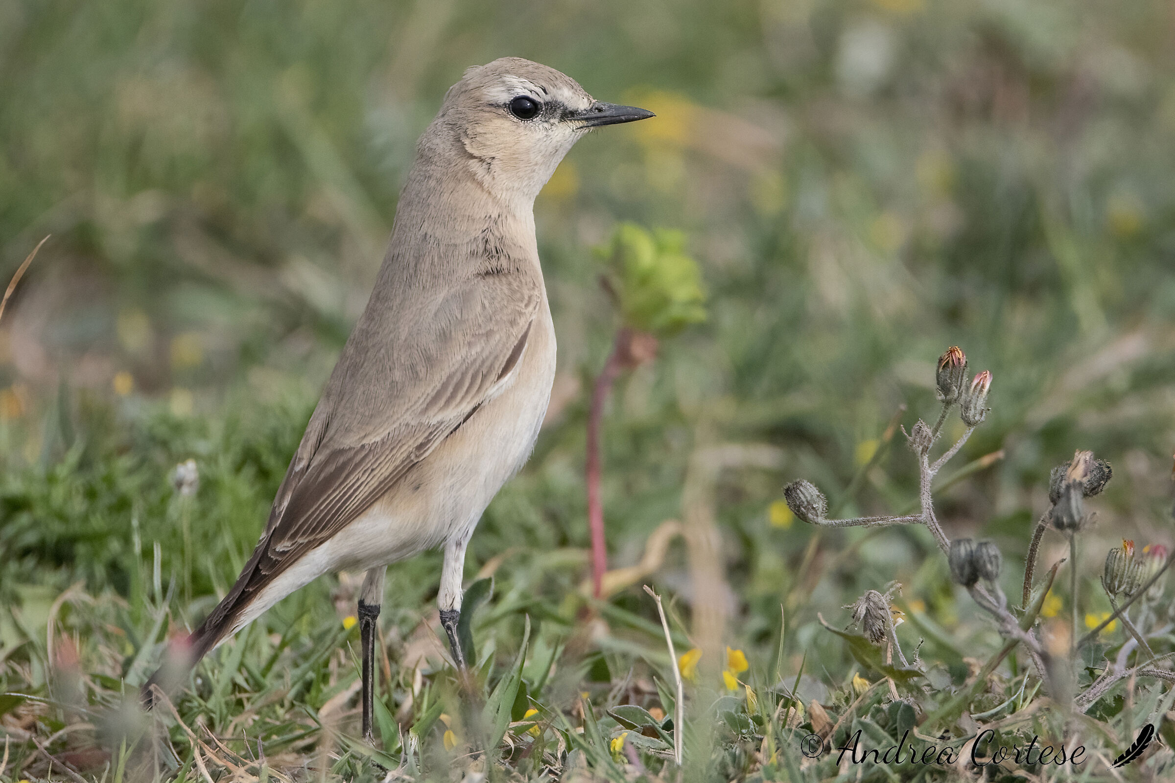 Culbianco isabellino (Oenanthe isabellina)