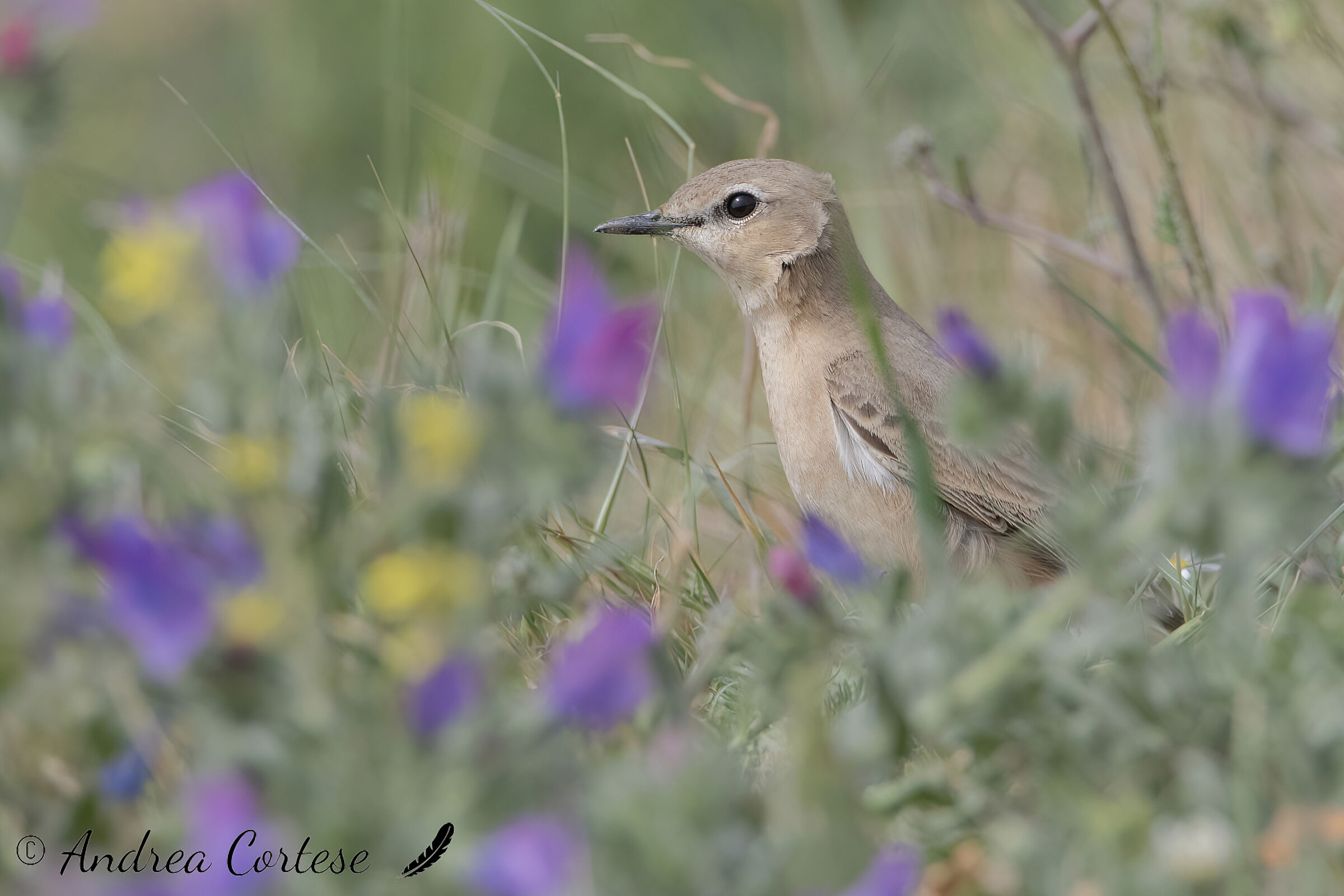 Culbianco isabellino (Oenanthe isabellina)