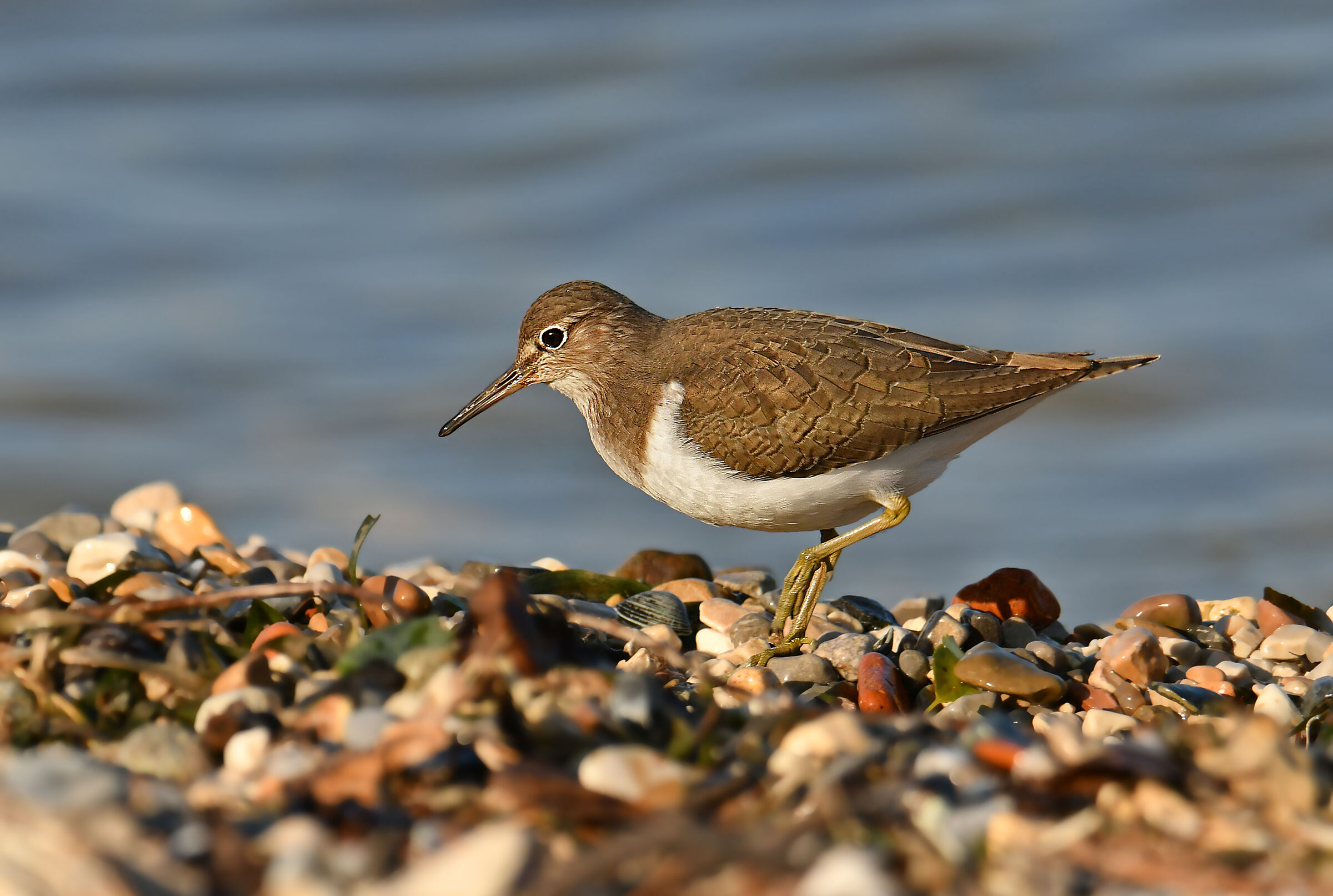 Piccolo Sandpiper