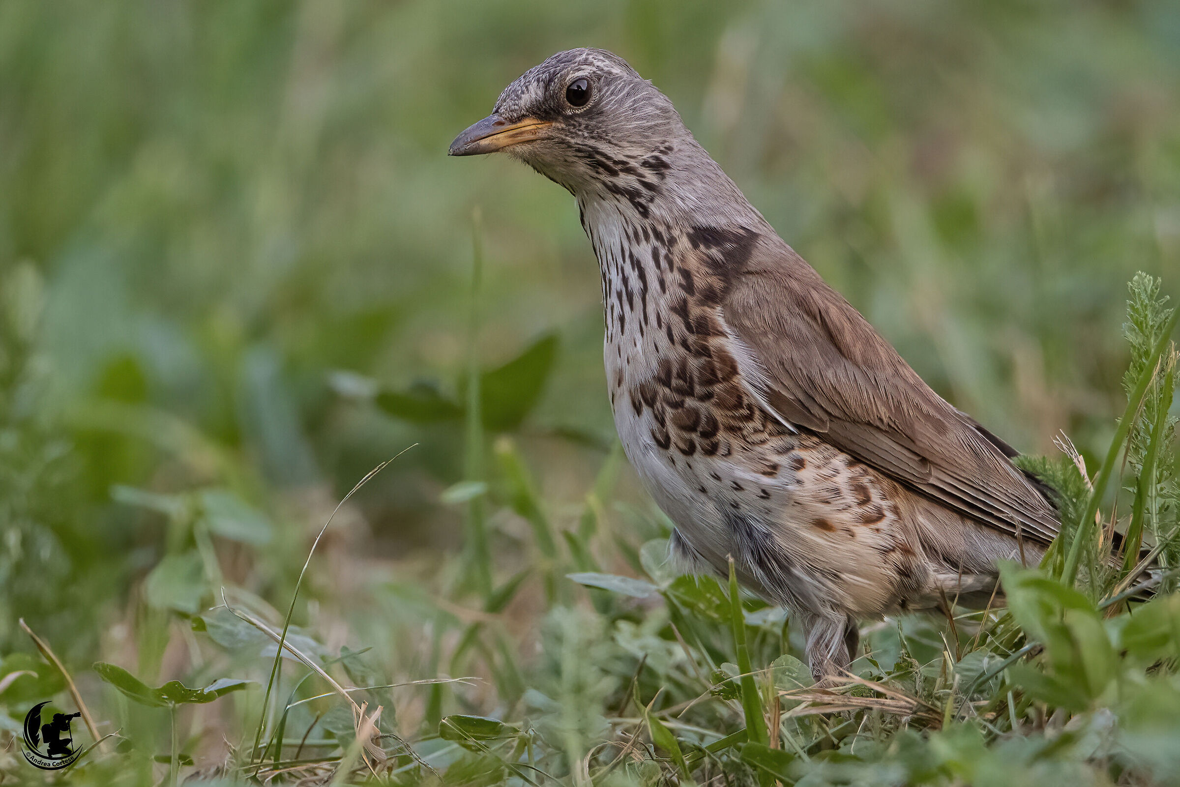 Cesena (Turdus pilaris)