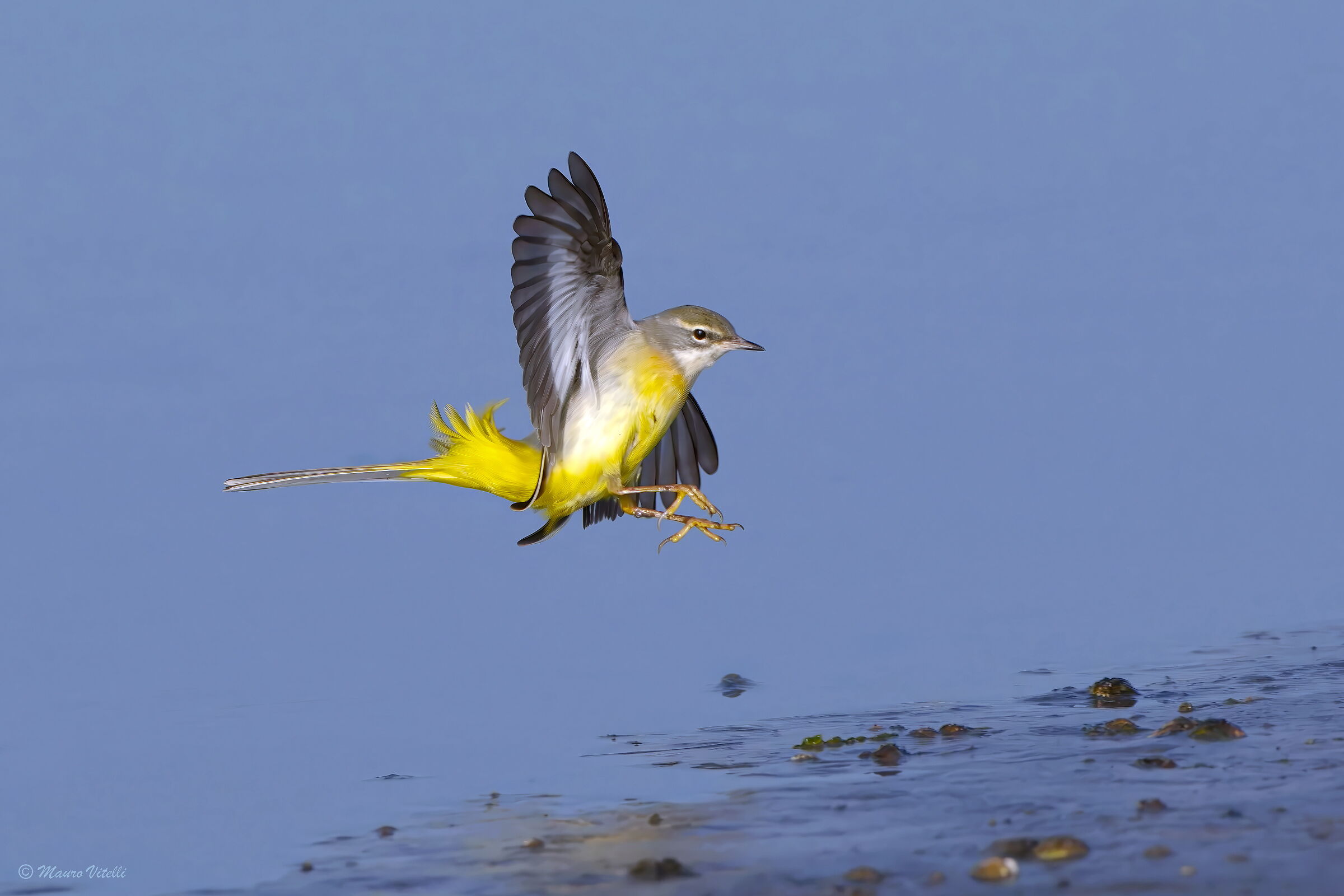 Yellow Wagtail (Motacilla cinerea)