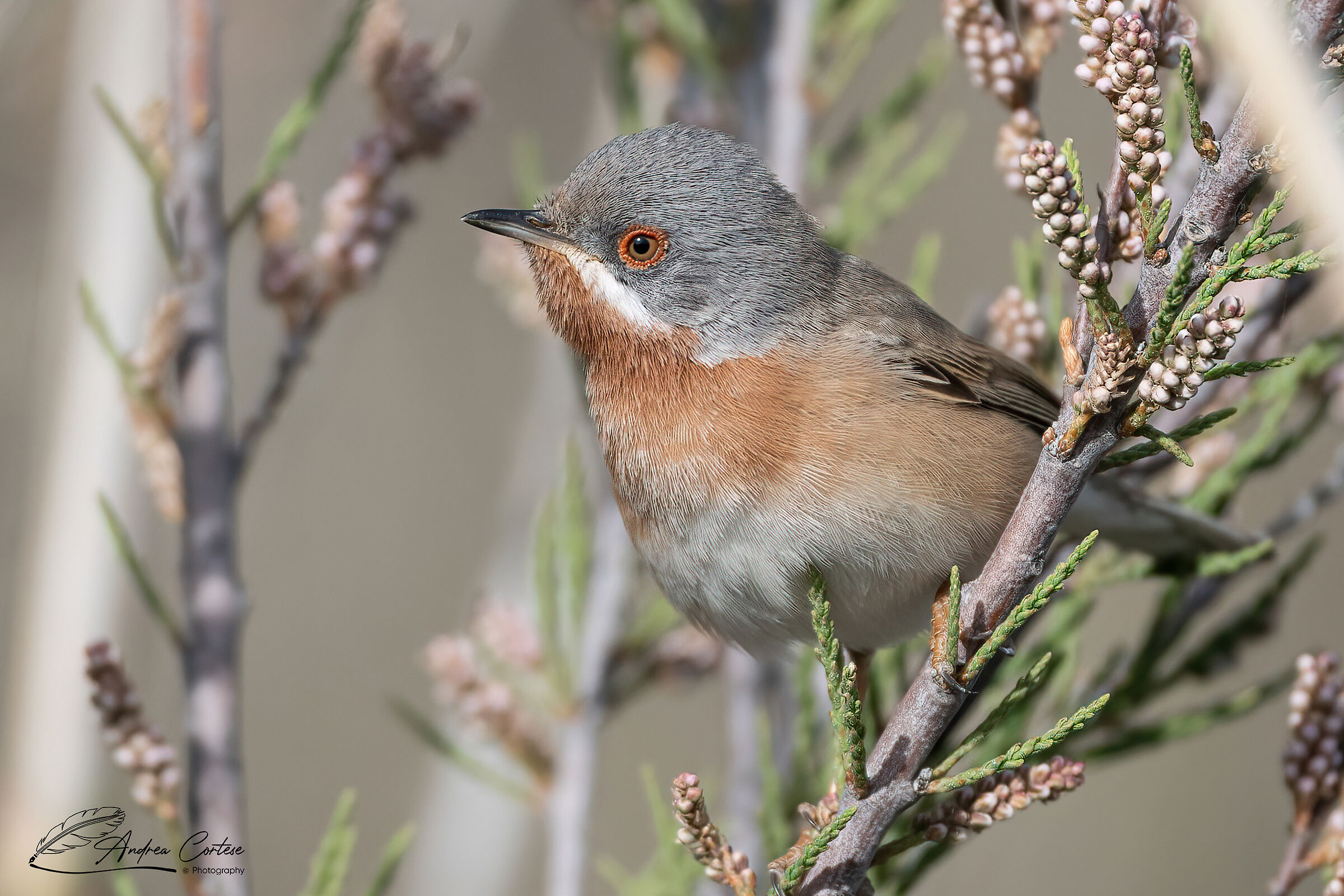 Sterpazzolina (Sylvia cantillans)
