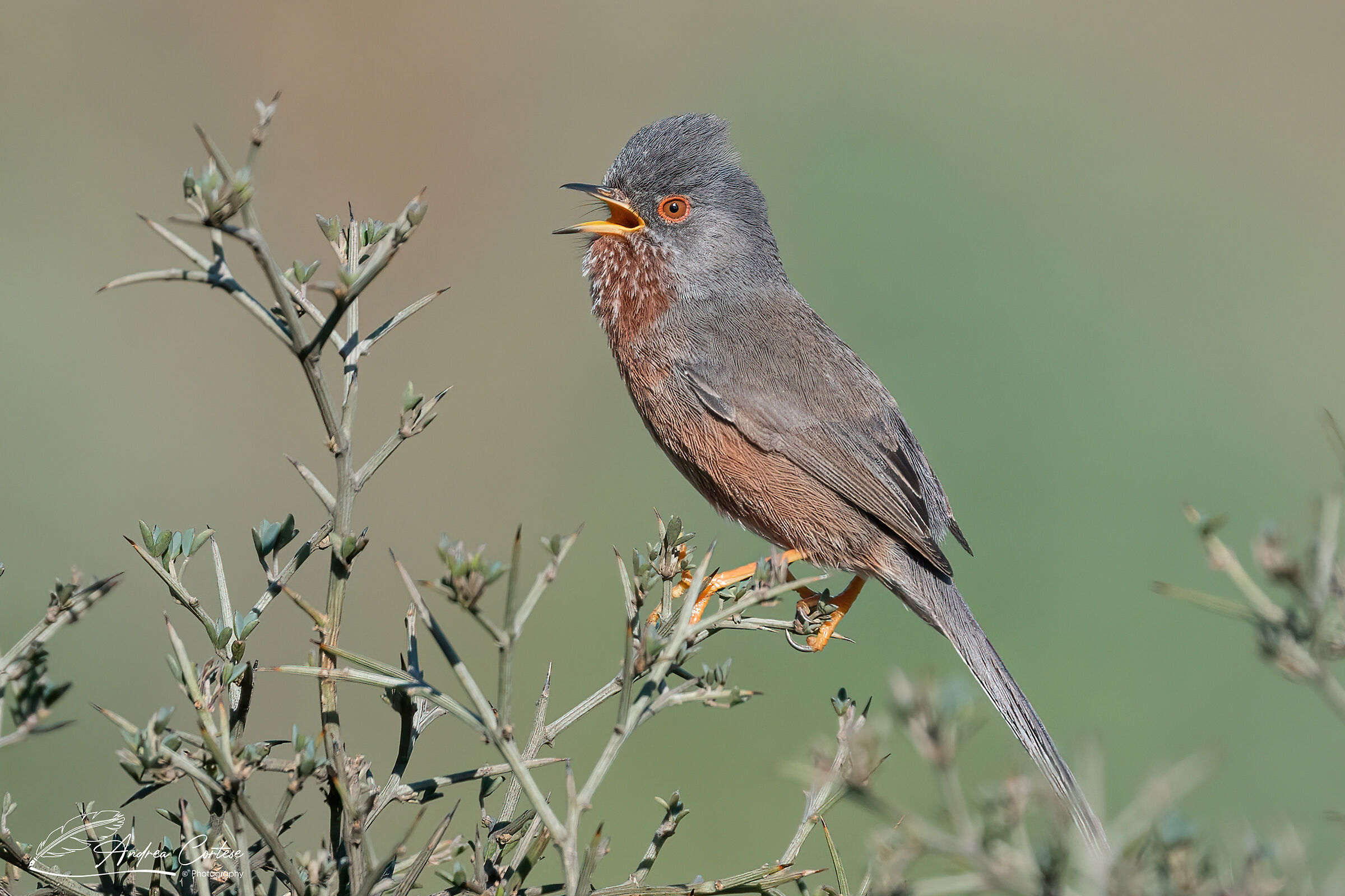 Magnanina (Sylvia undata)