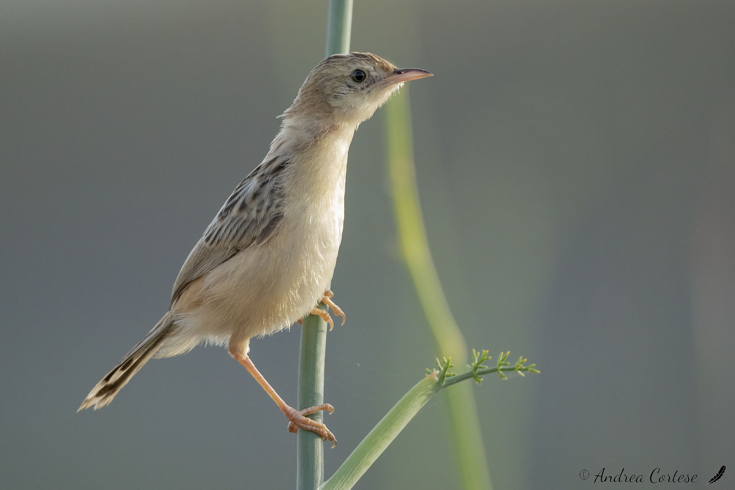 Beccamoschino (Cisticola juncidis)