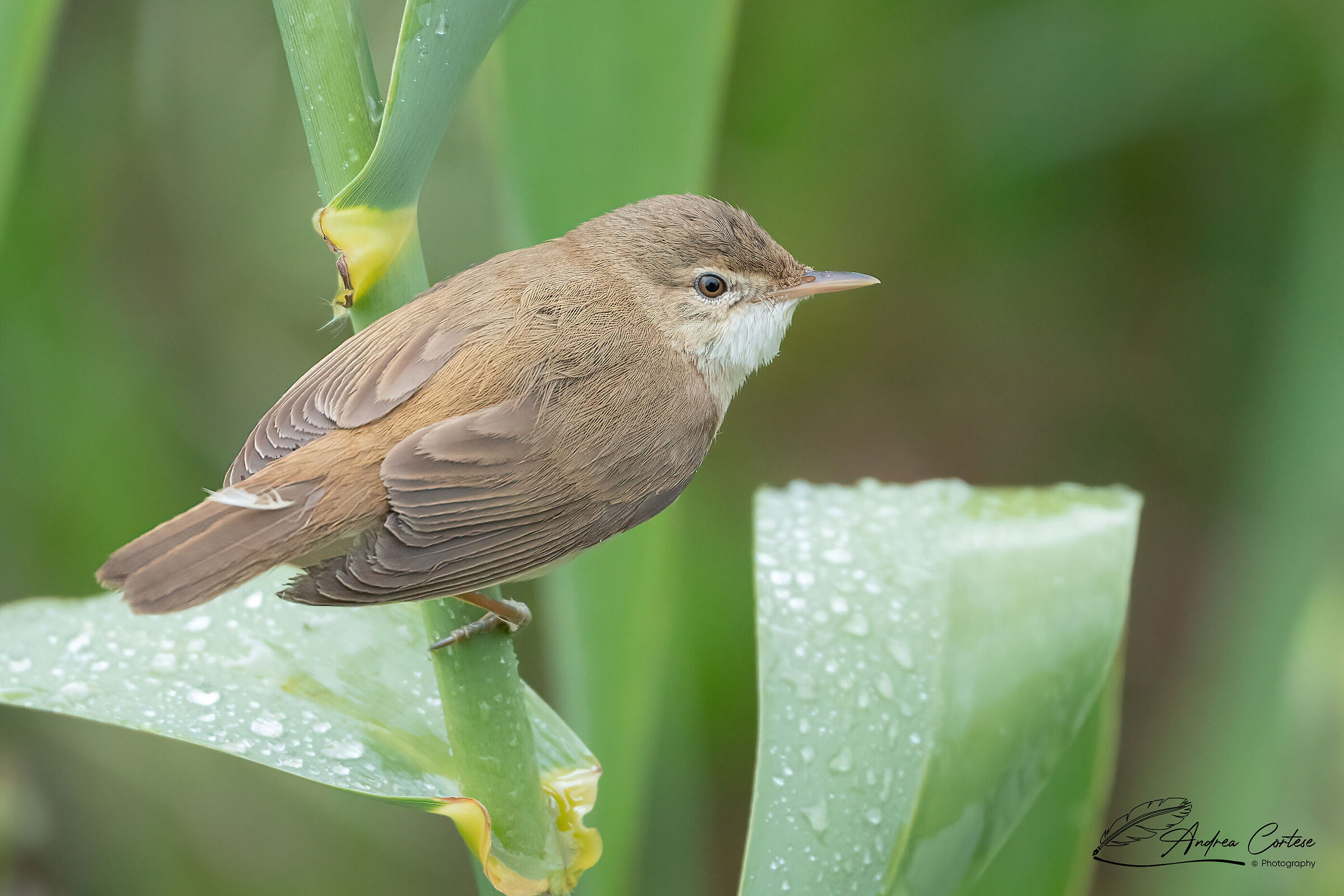 Cannaiola (Acrocephalus scirpaceus)