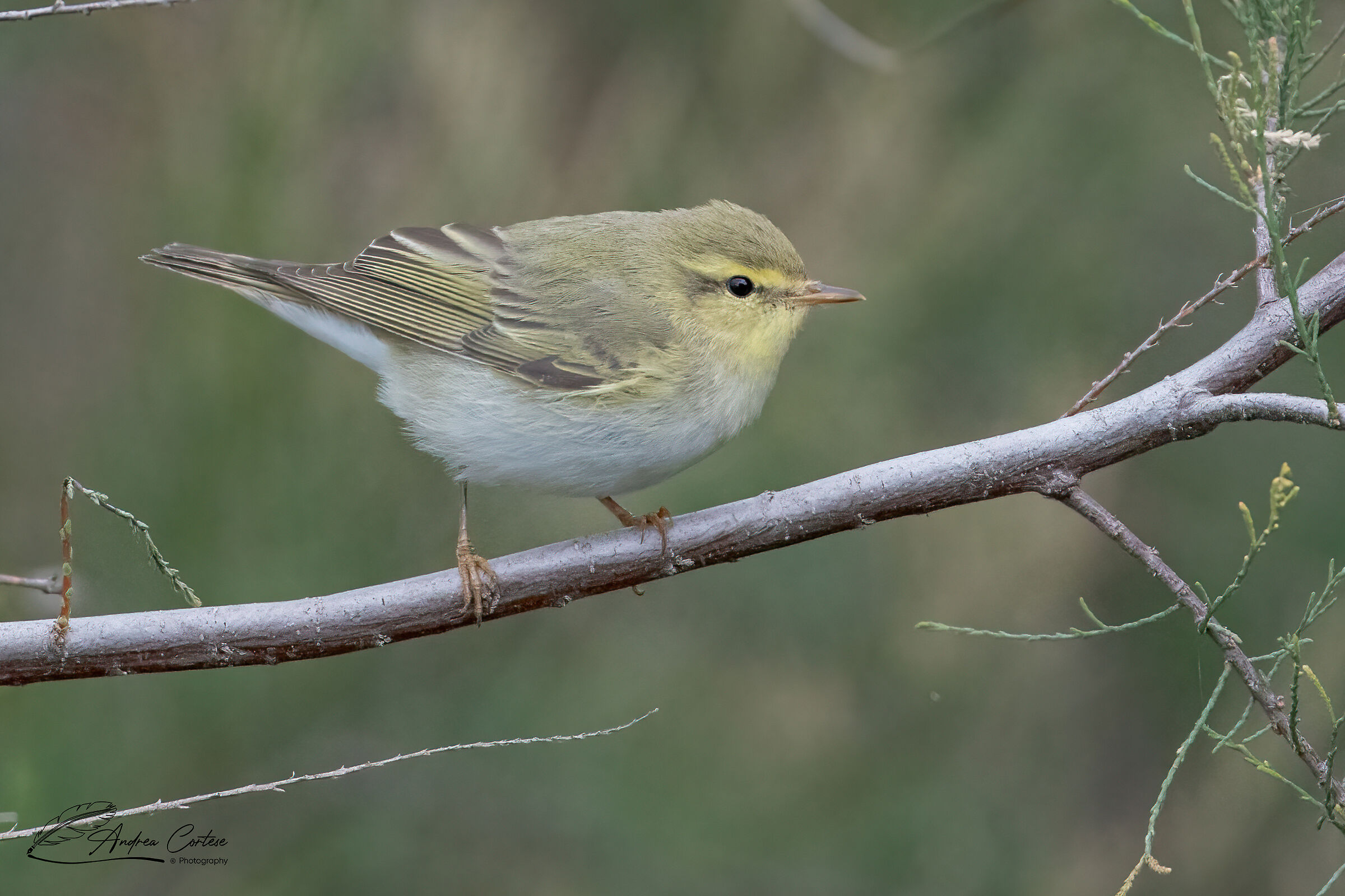 Luì verde (Phylloscopus sibilatrix )