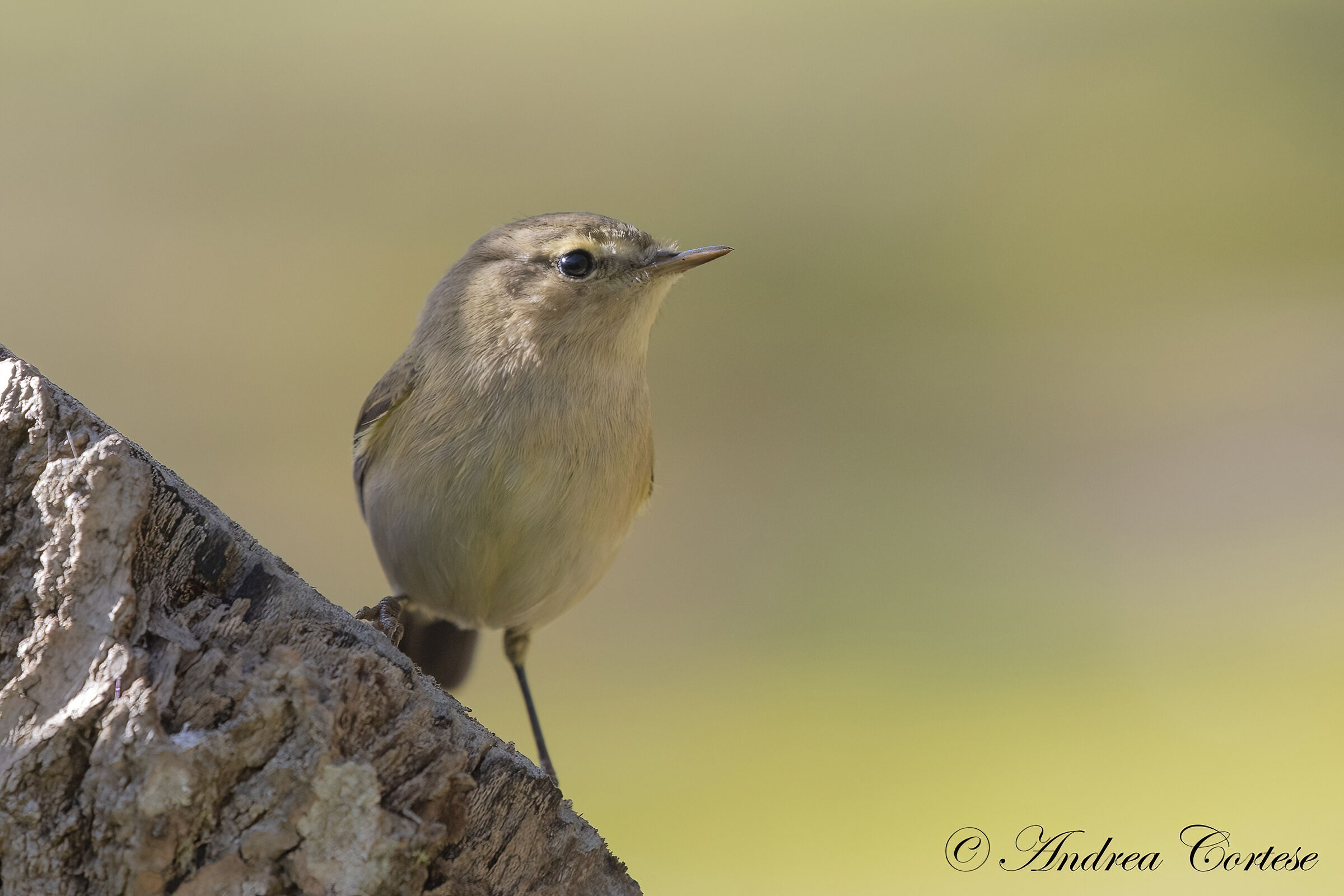 Luì piccolo (Phylloscopus collybita)
