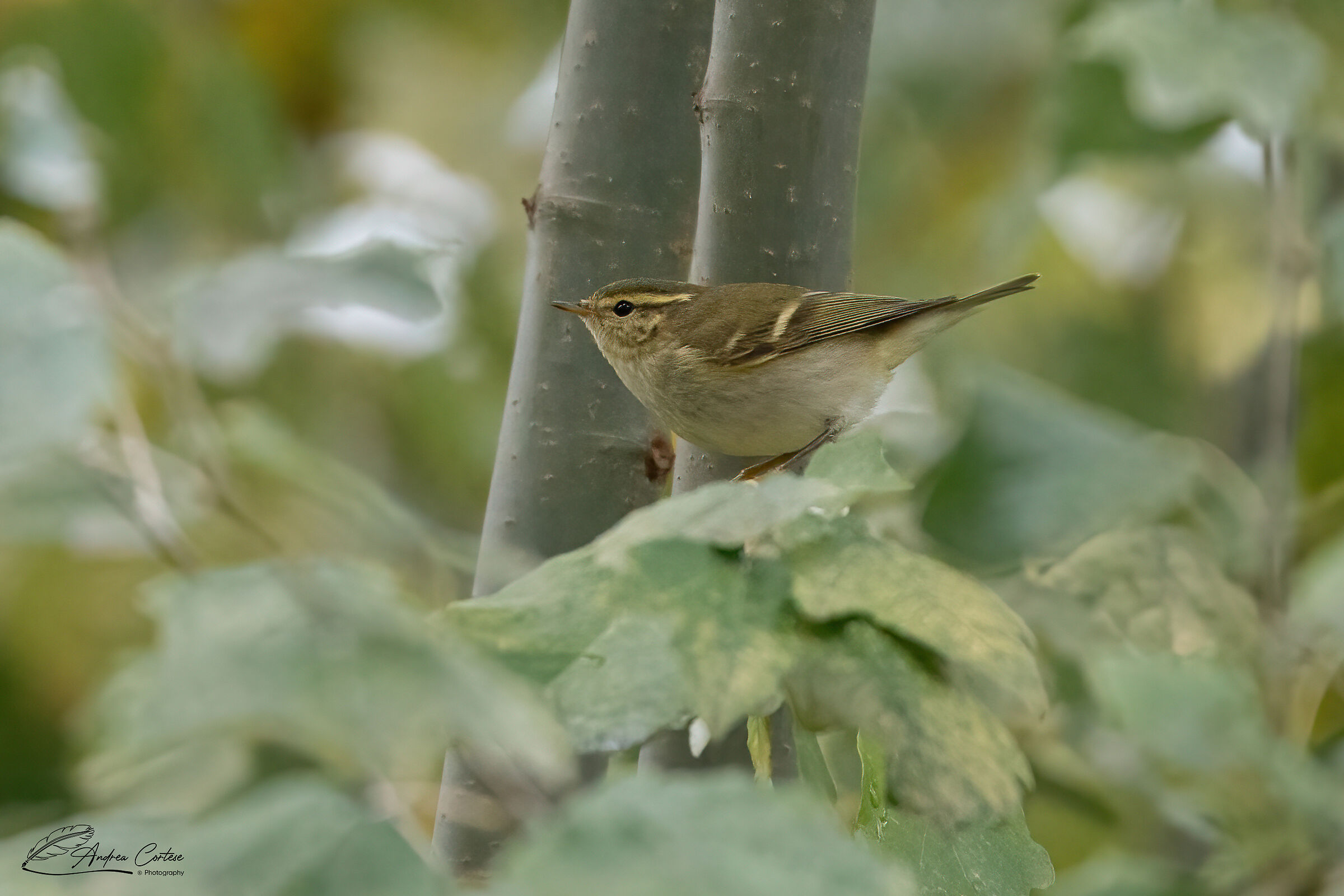 luì forestiero (Phylloscopus inornatus)