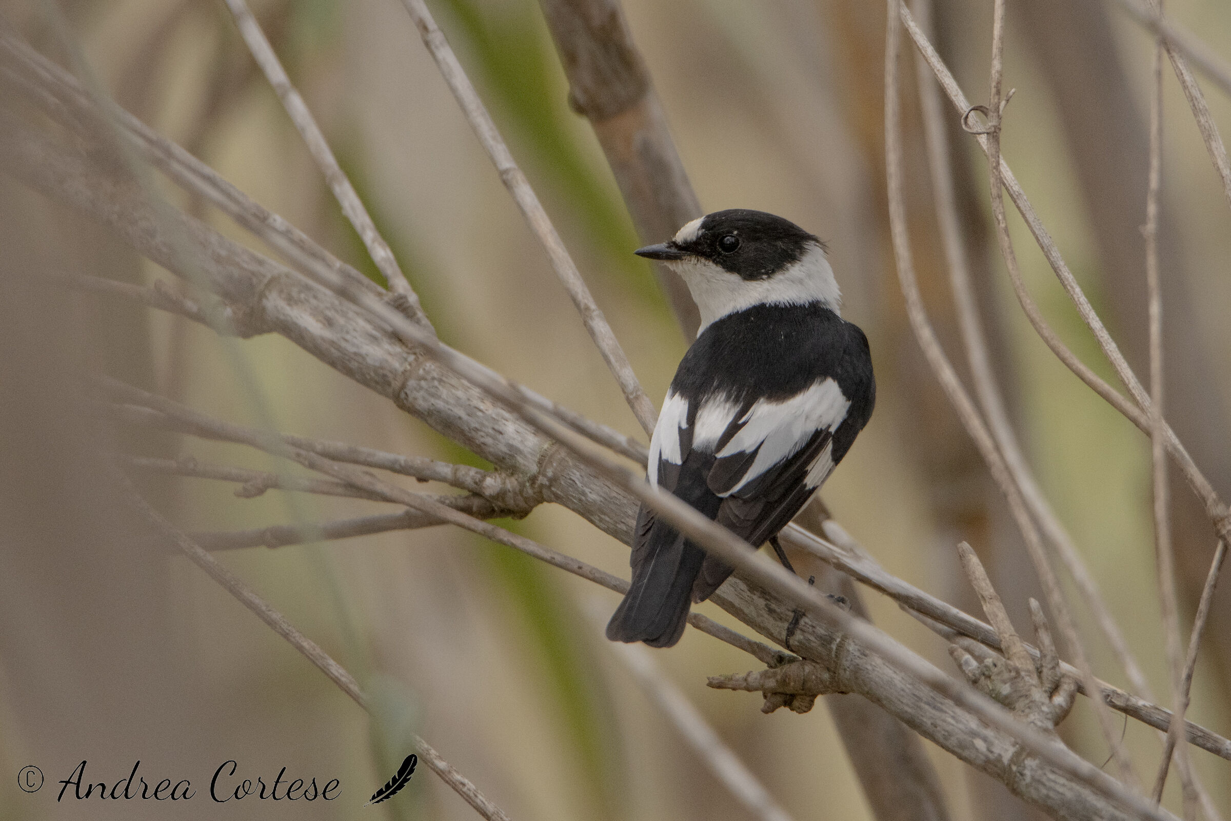 Balia dal collare (Ficedula albicollis)
