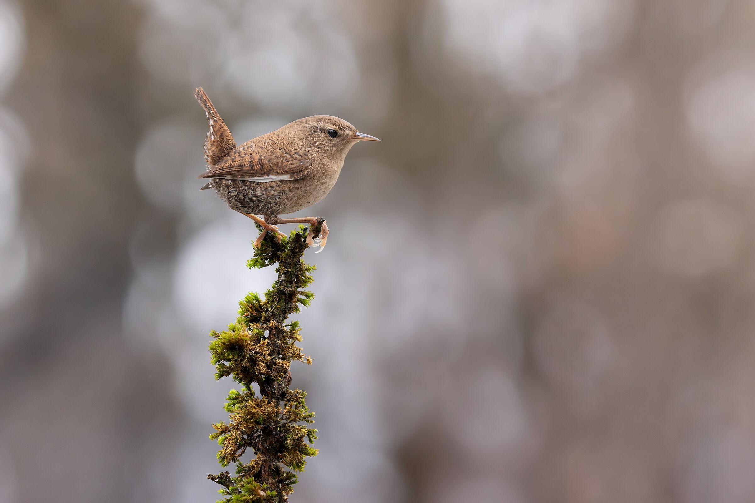 Wren