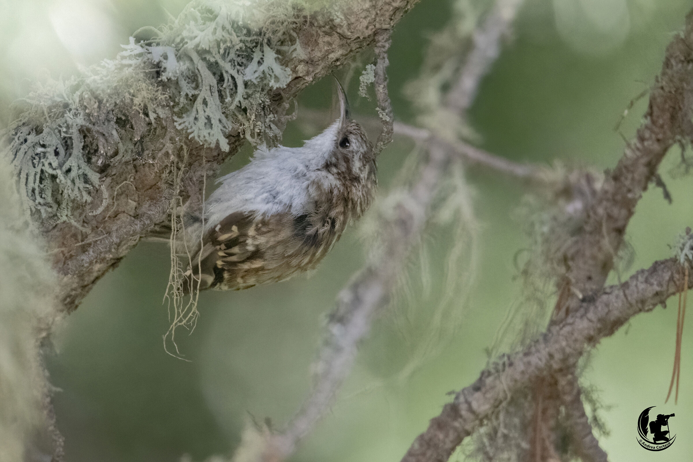 Rampichino alpestre (Certhia familiaris)