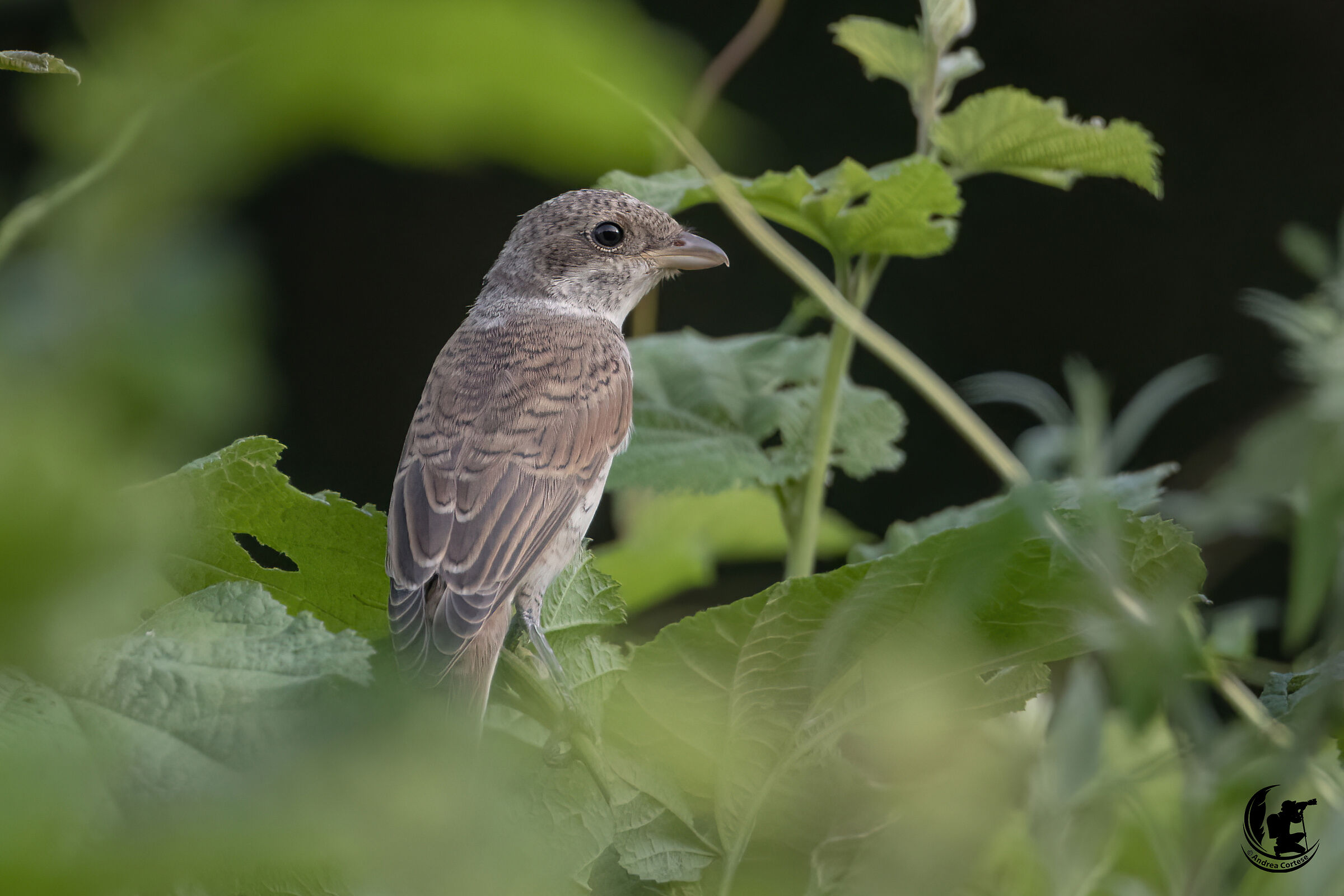 Averla piccola (Lanius collurio)
