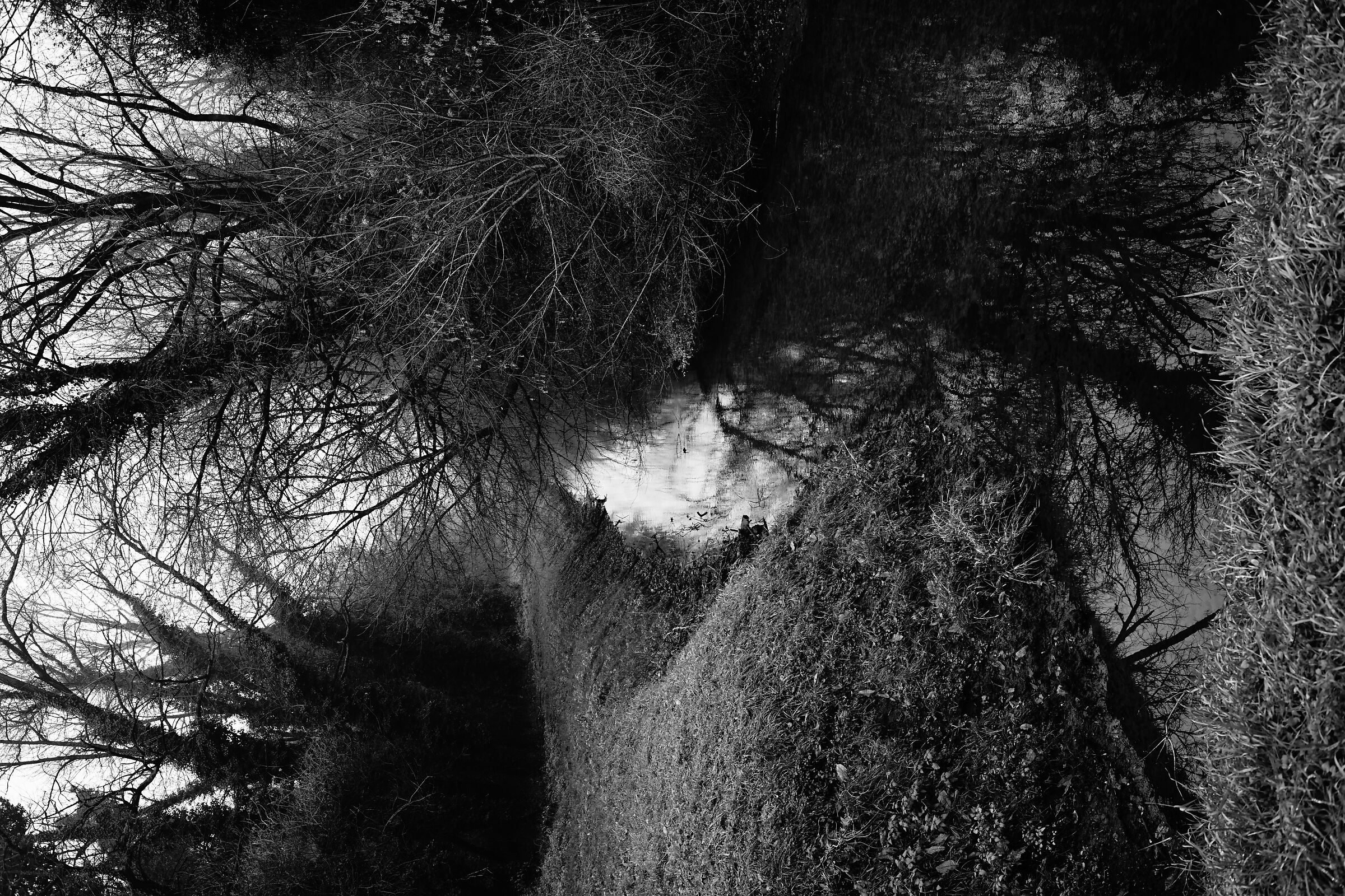 Bosco Negri, inverno