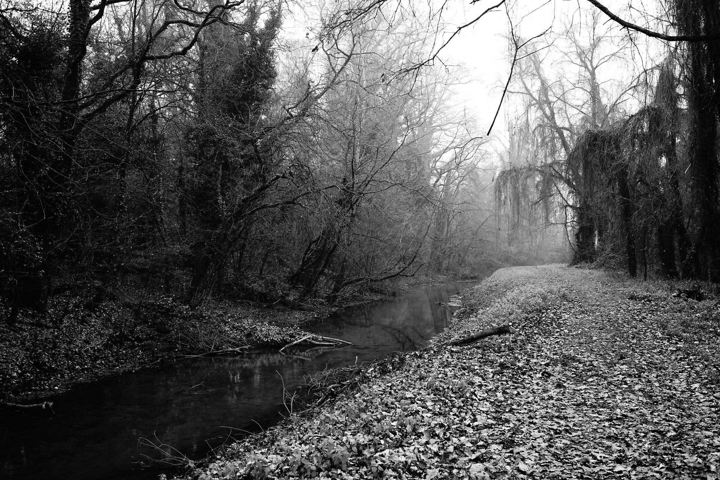 Bosco Negri, inverno