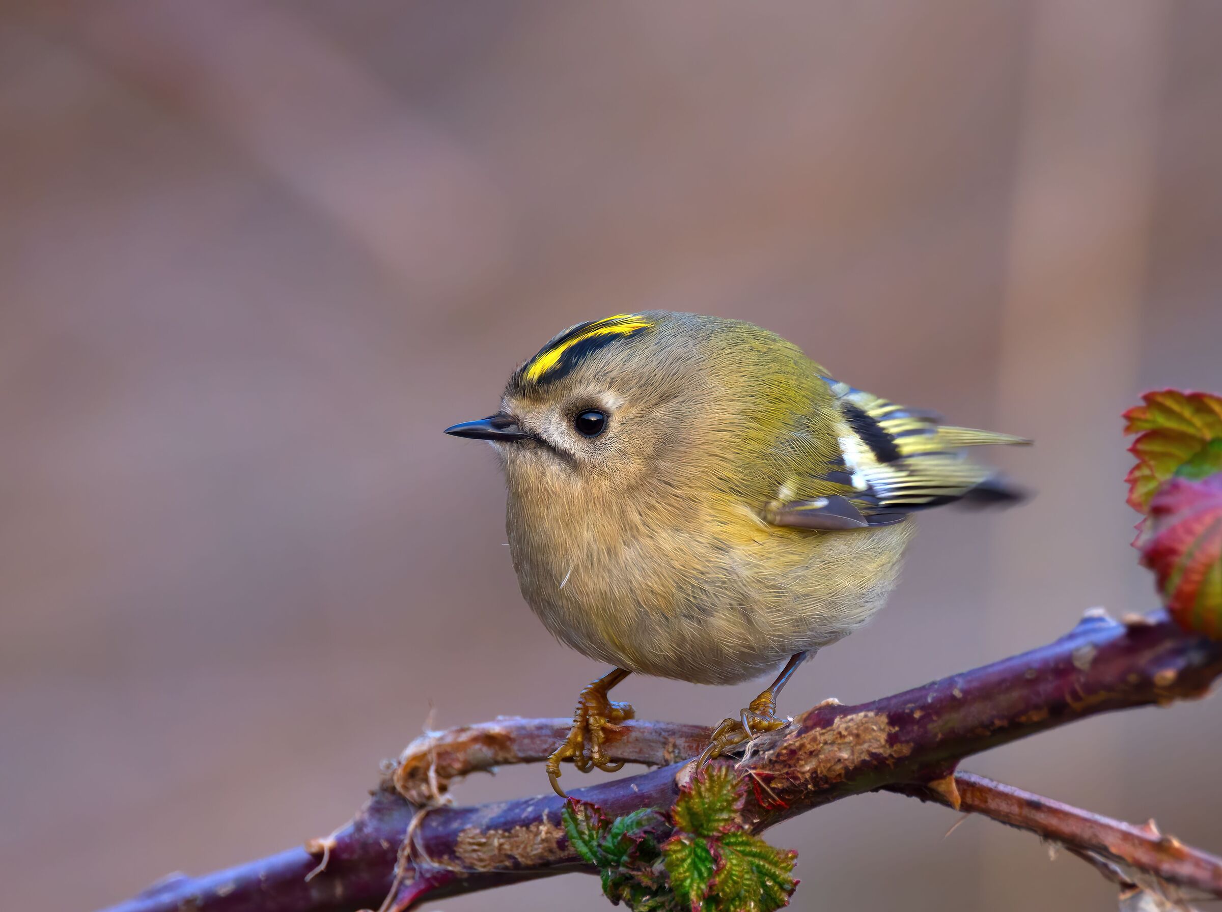 Regulus or Fiorrancino?