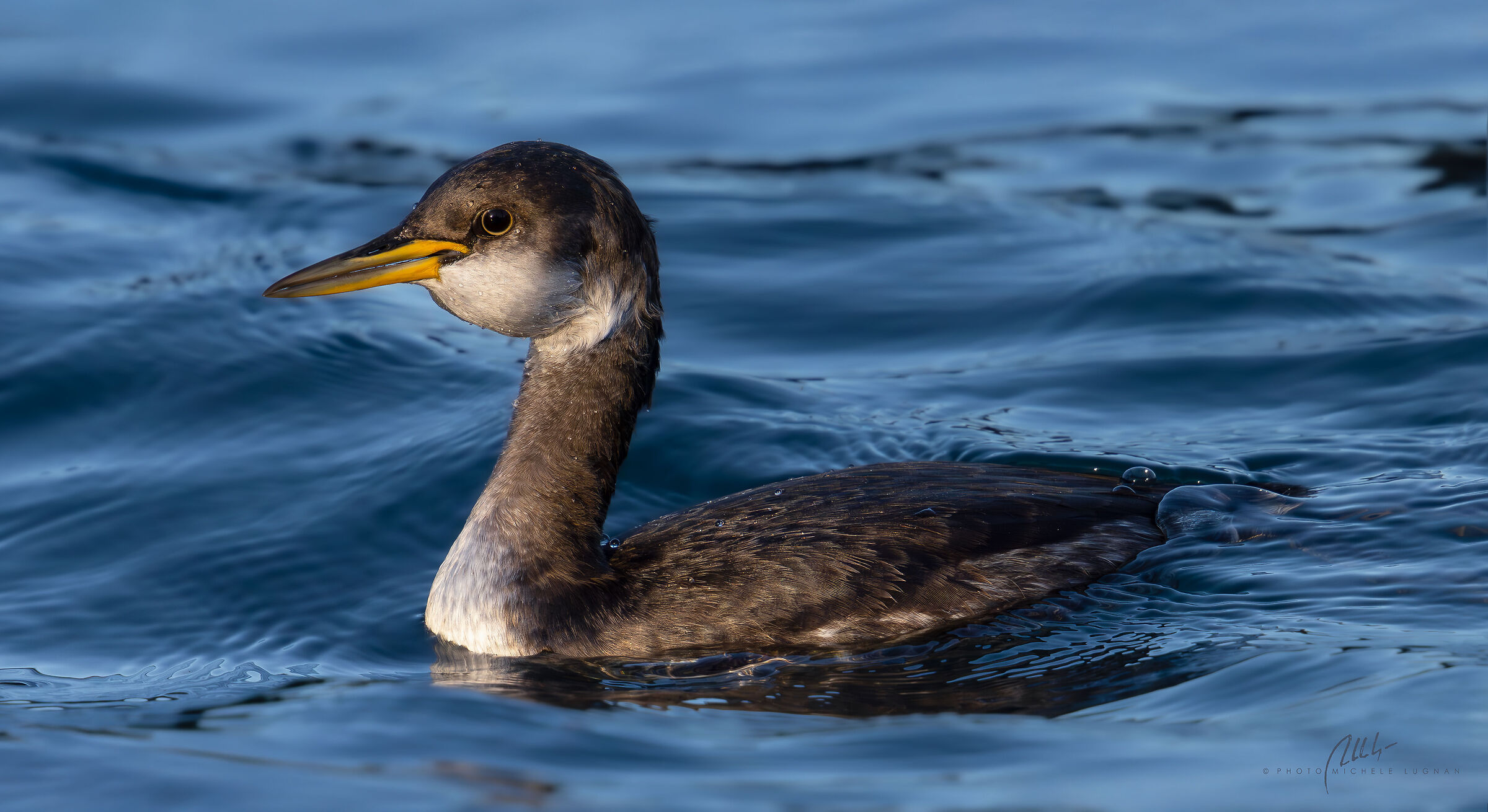 Red-necked grebe