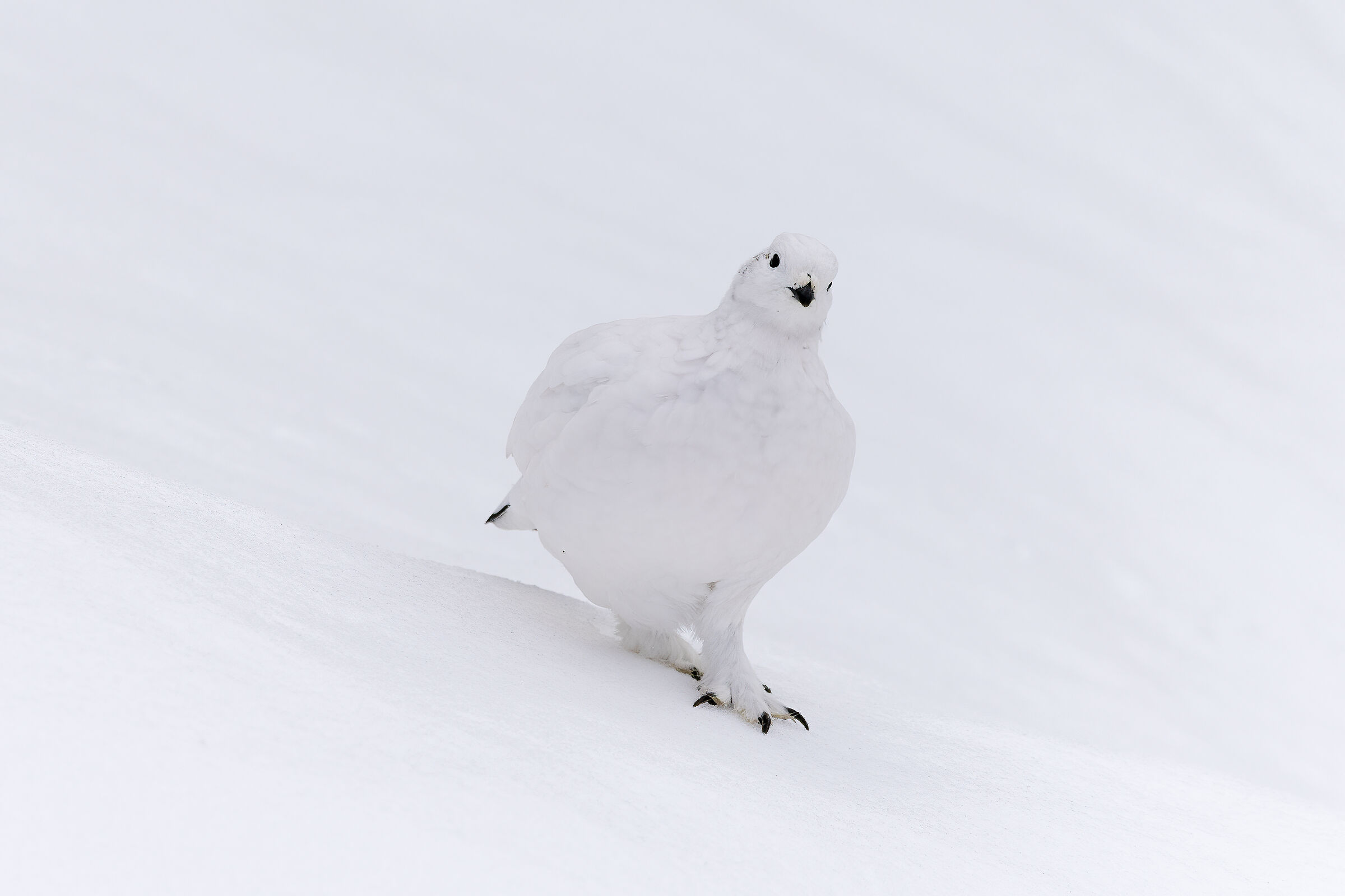 pernice bianca, immenso bianco