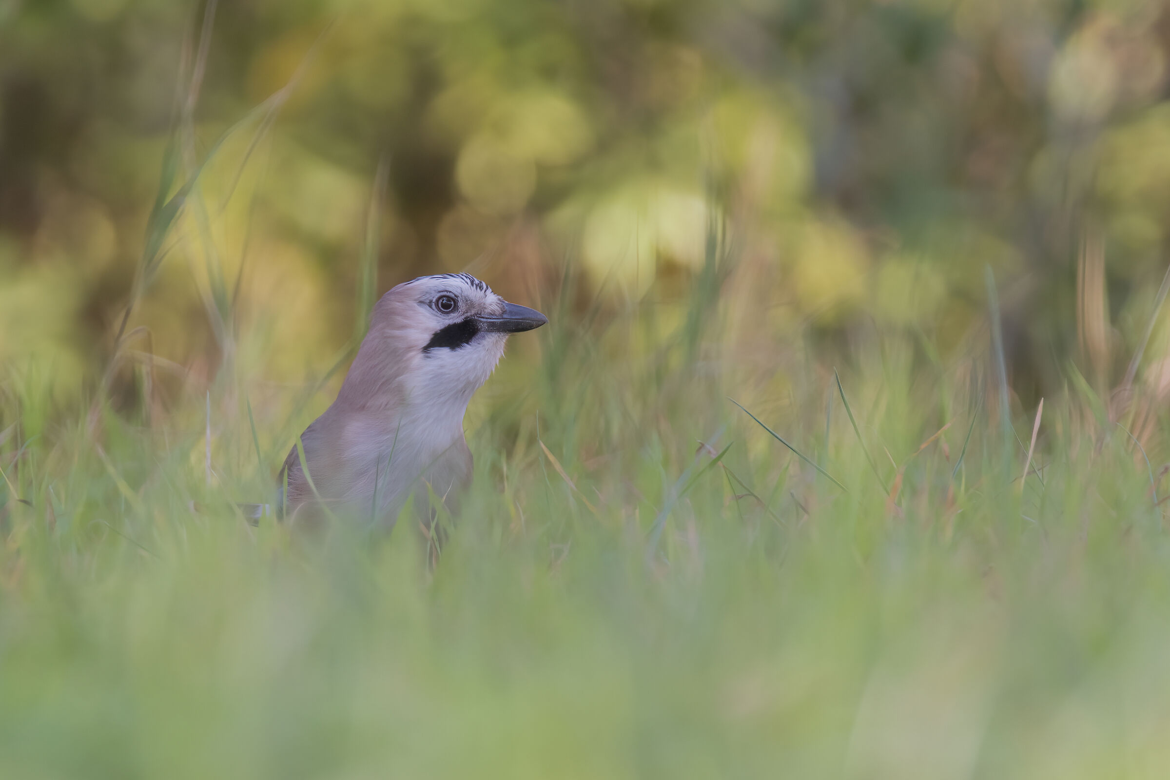 Ghiandaia (Garrulus glandarius)
