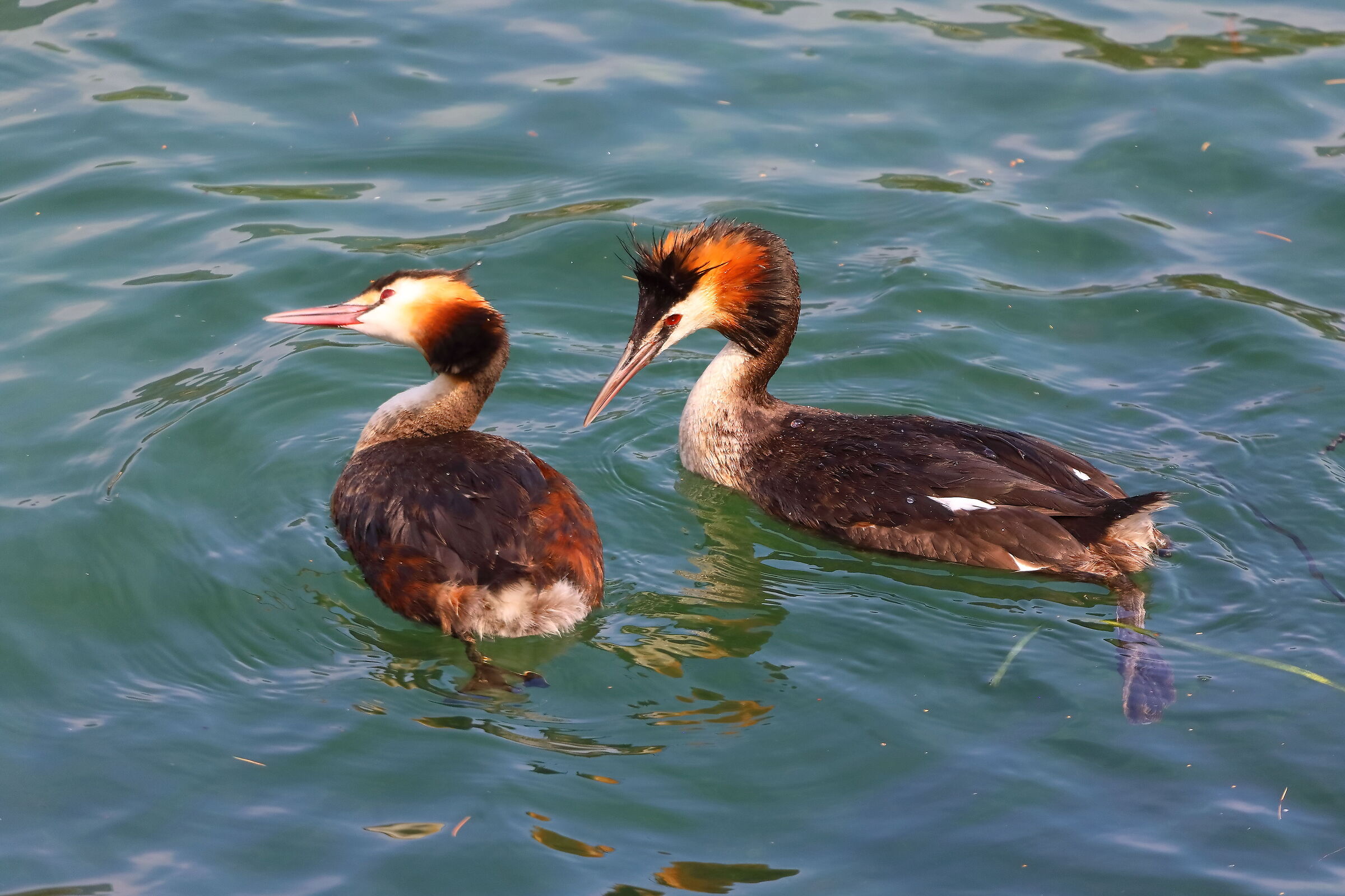 Svassi 07 agosto 2024 - 0216