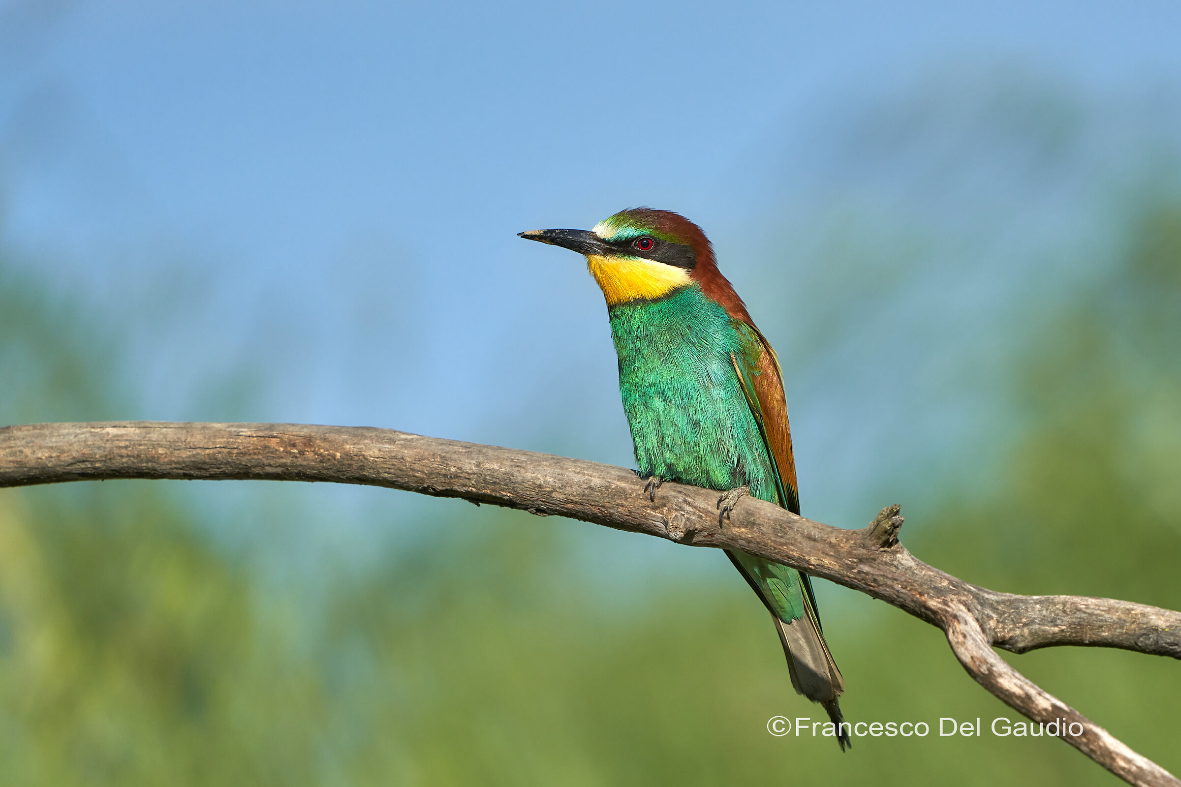 merops apiaster-bee eater toscana 2024