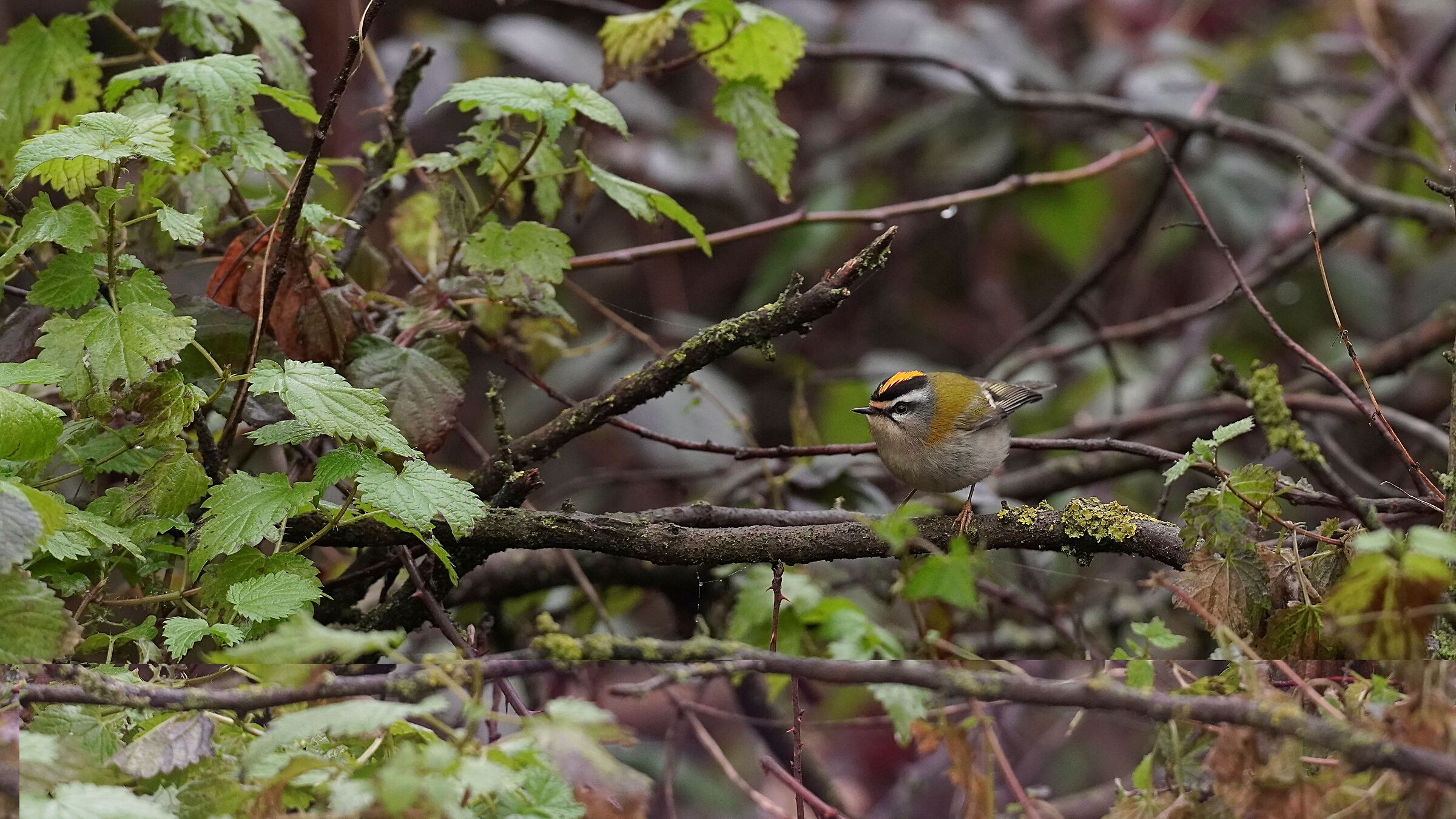 Firecrest