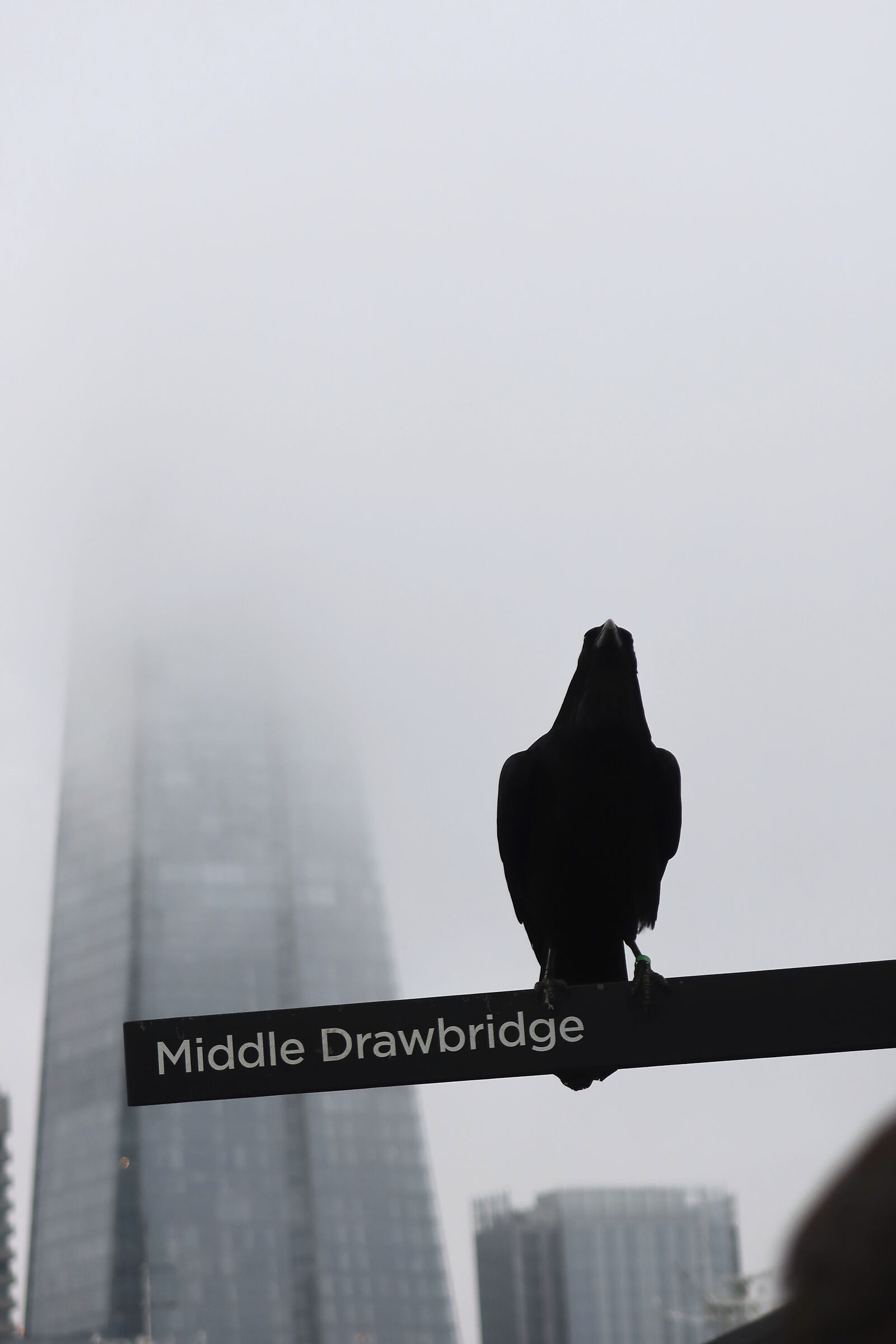 Il corvo della Torre di Londra