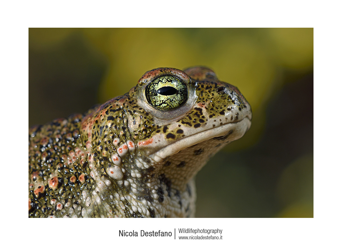 Magnet Toad (Epidalea calamita), Natterjack toad
