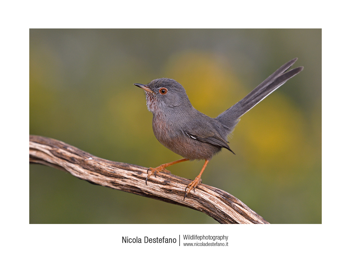 Magnanina (Sylvia undata), Dartford warbler