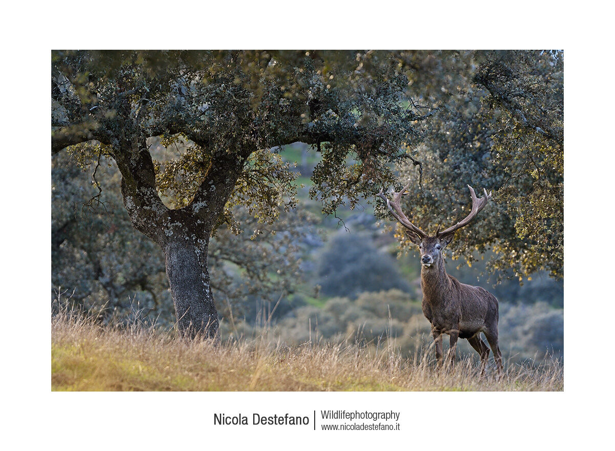 European red deer (Cervus elaphus ibericus), Red deer