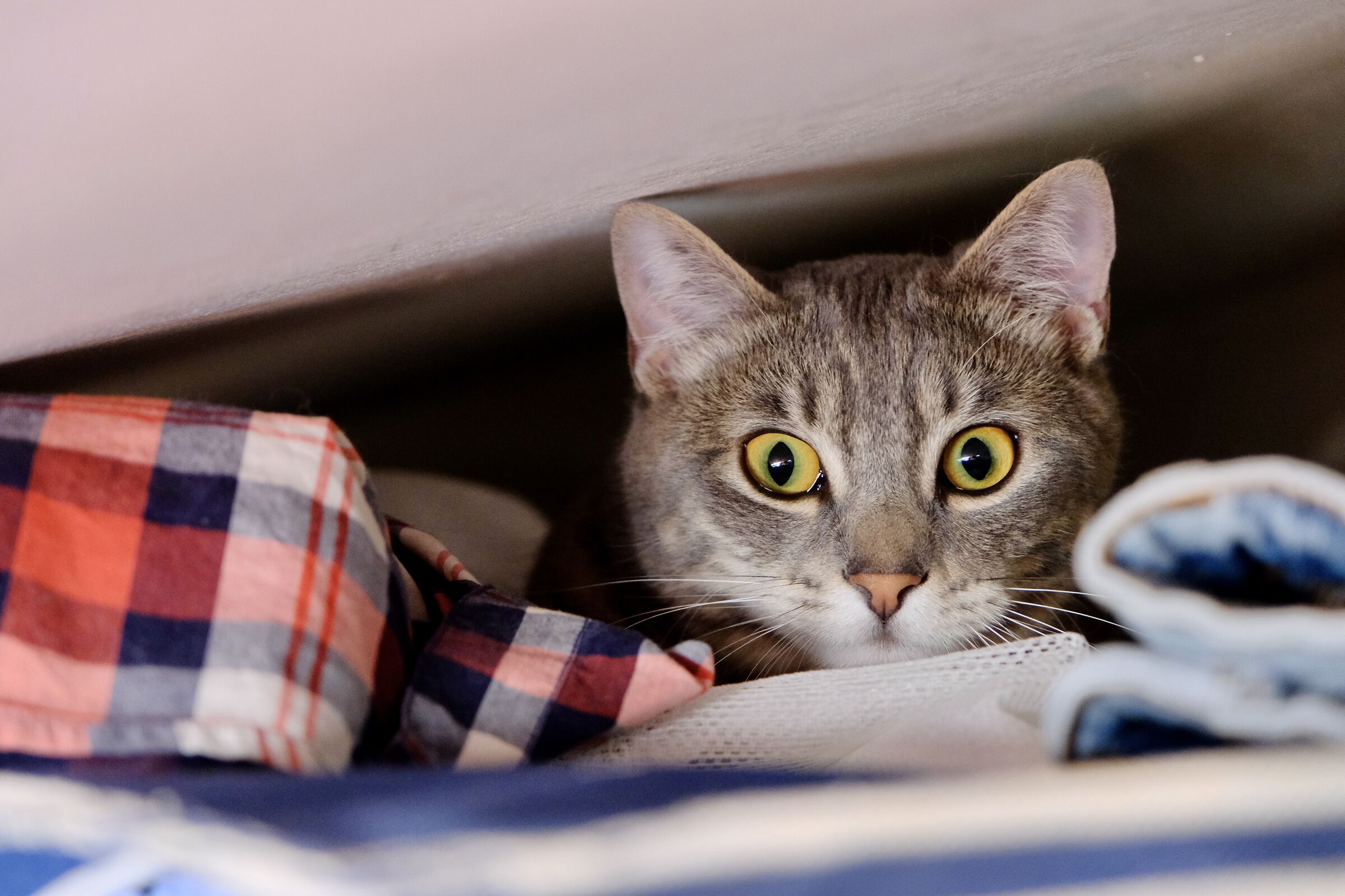 Zelda in Esplorazione Soffitta