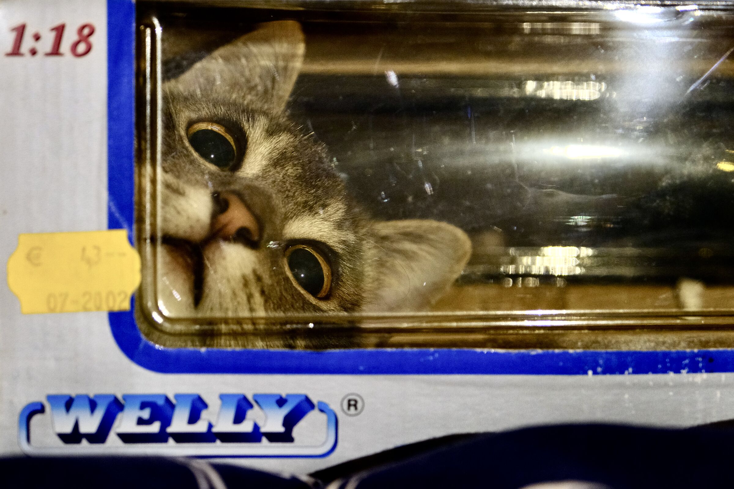 Zelda in Esplorazione Scatola