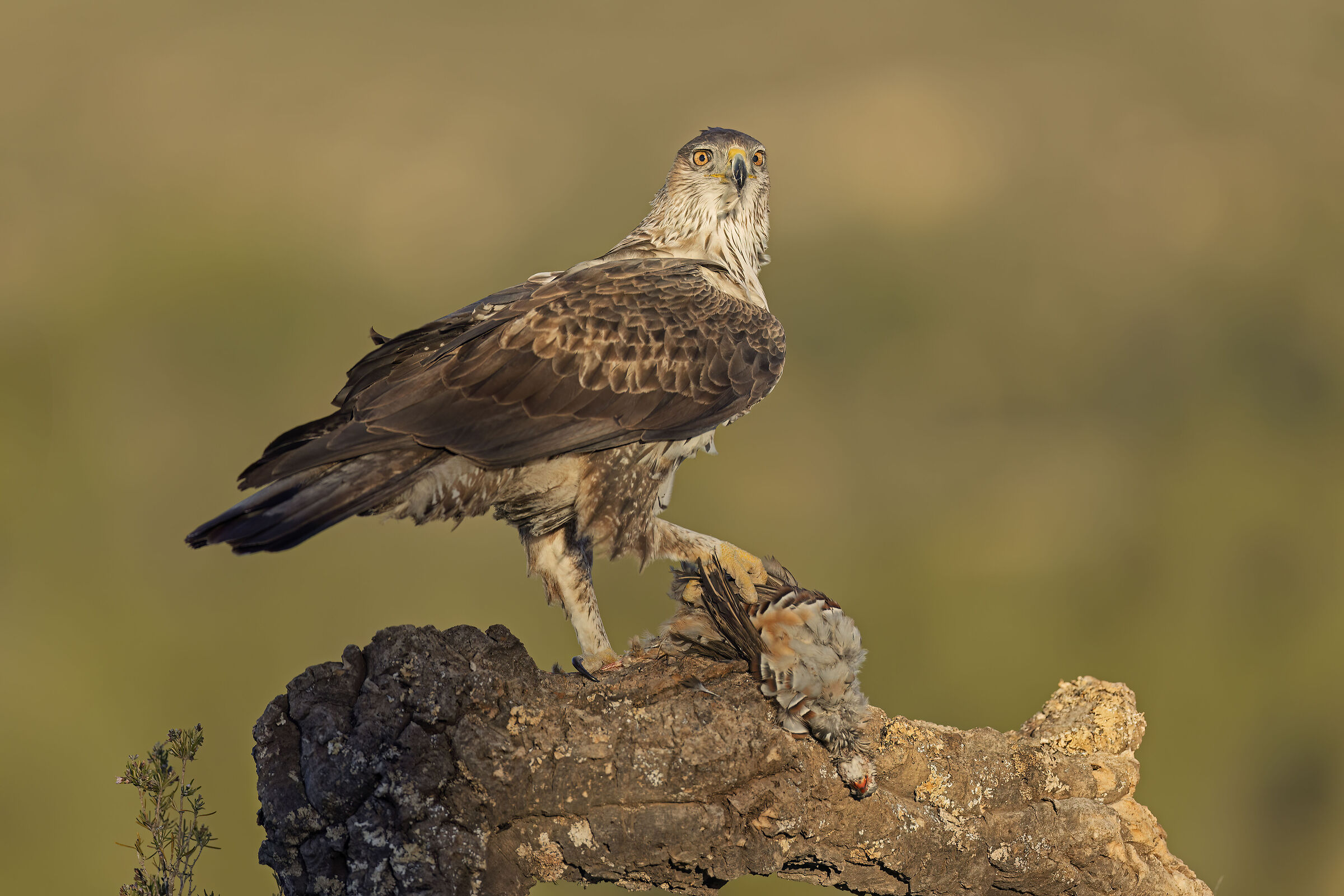 Aquila di Bonelli (Aquila fasciata)
