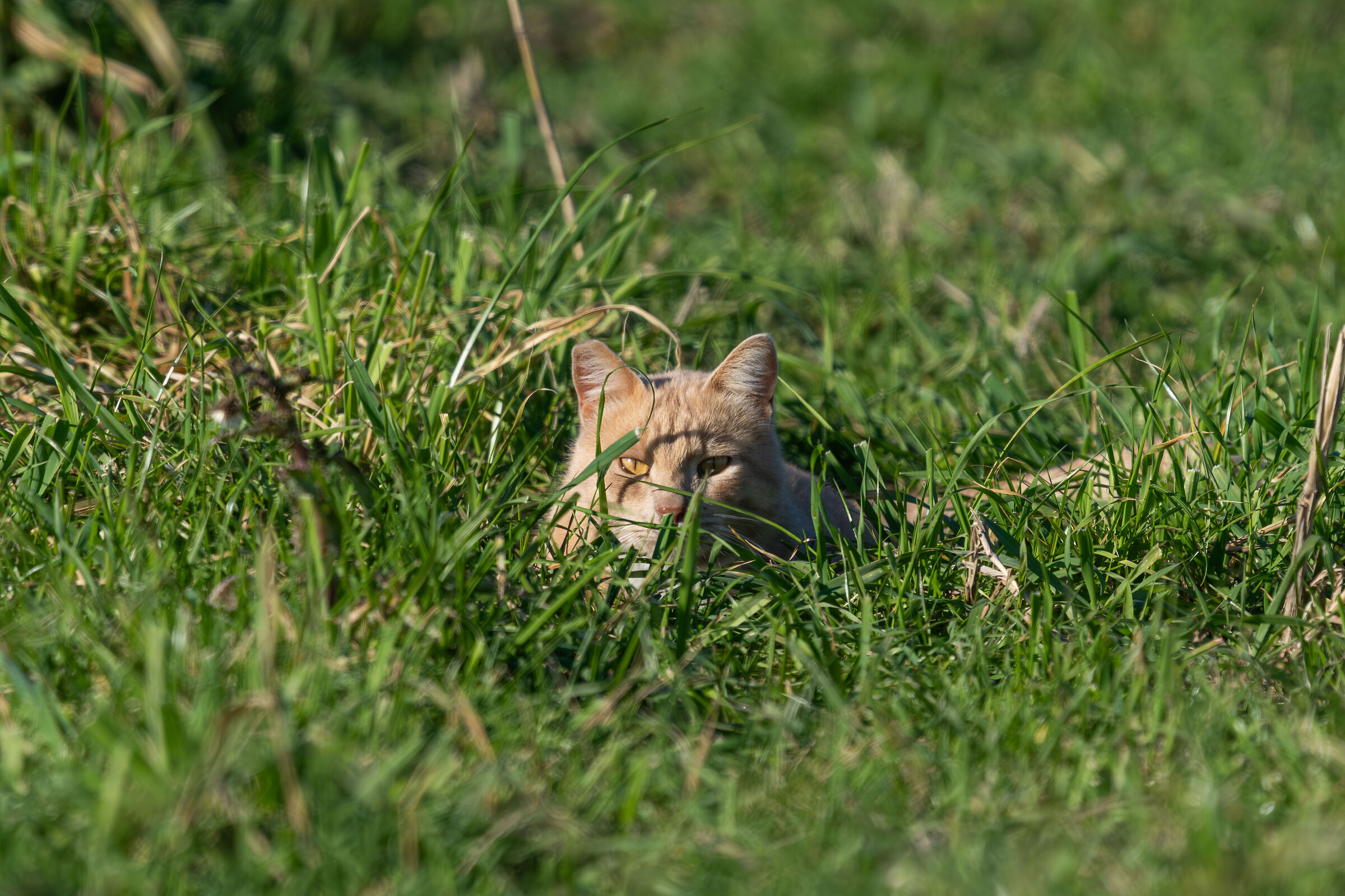 you don't see me.... I did
