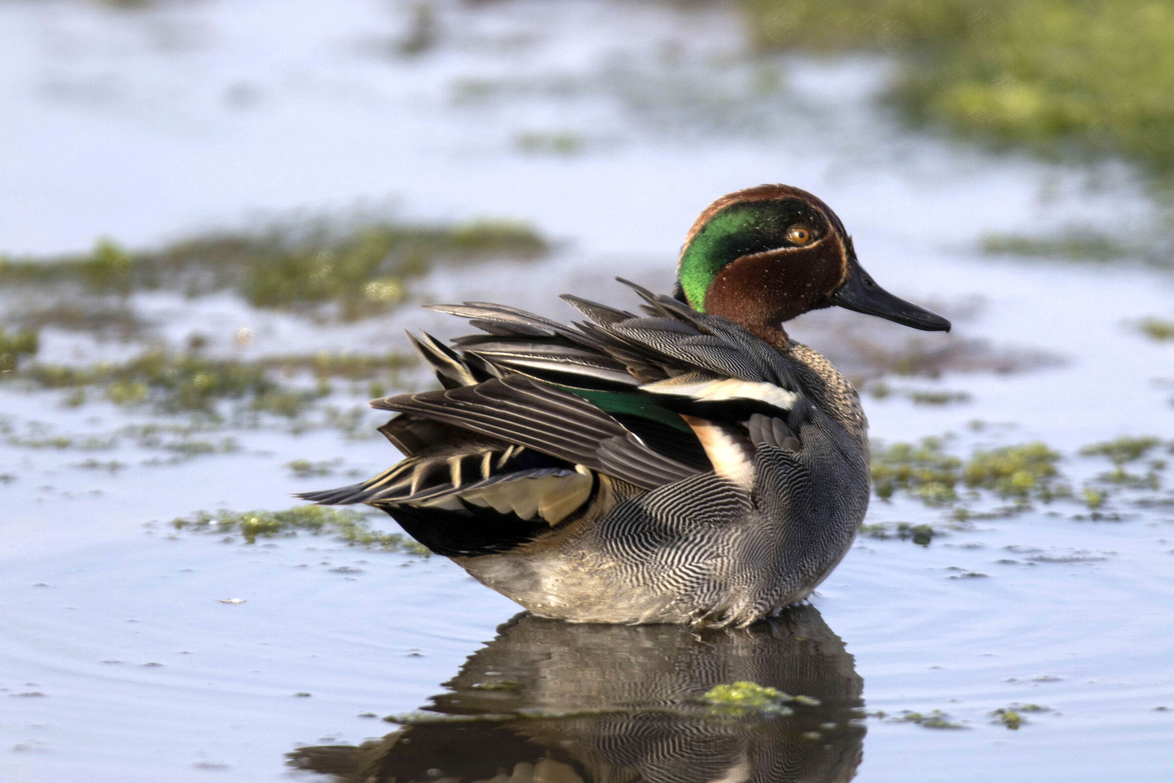 Teal (Circeo National Park)