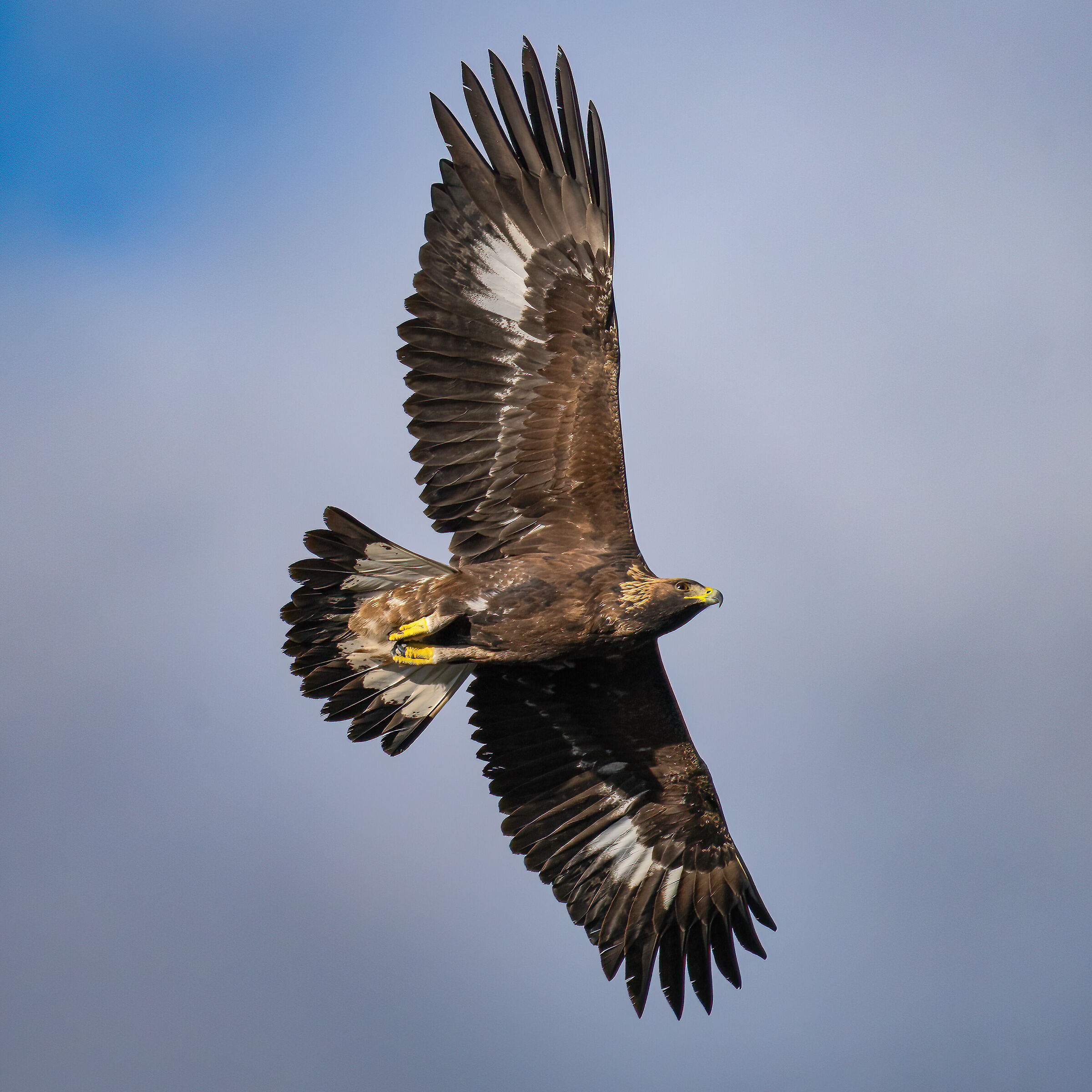 Golden Eagle - Barronies Provencalila