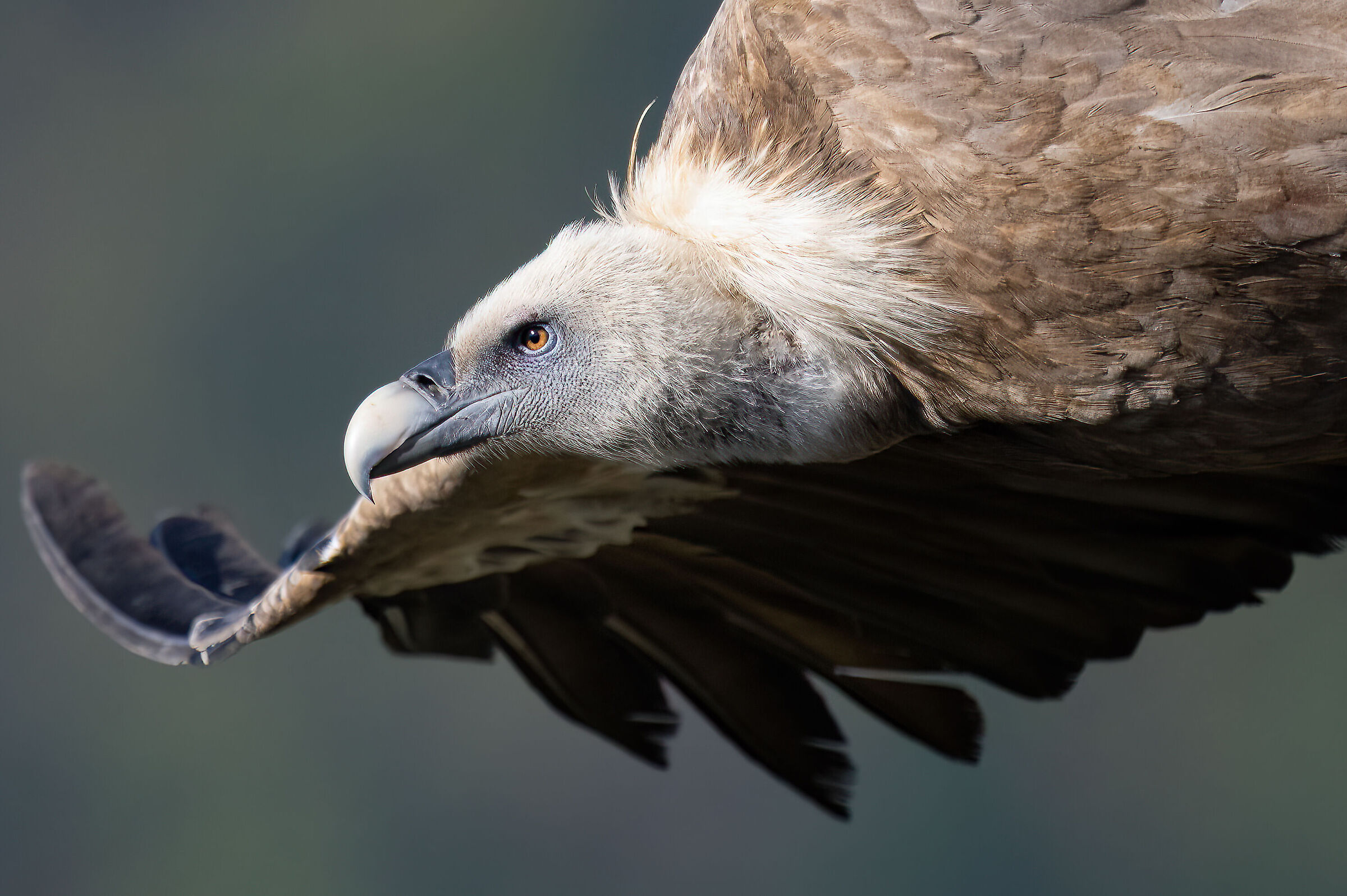 Griffin - Barronies Provencal