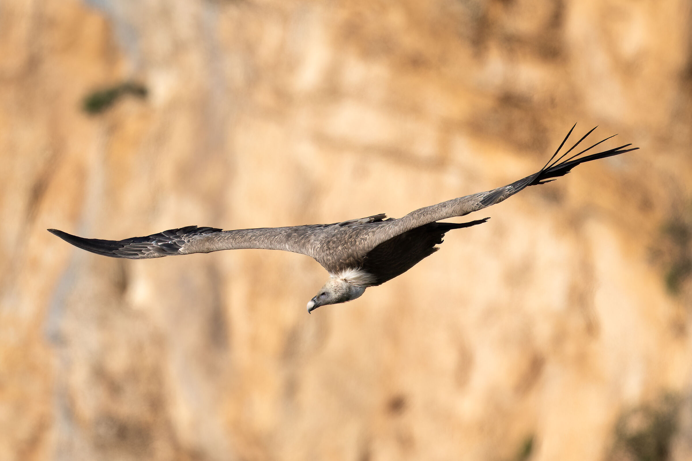 Griffin - Barronies Provencal