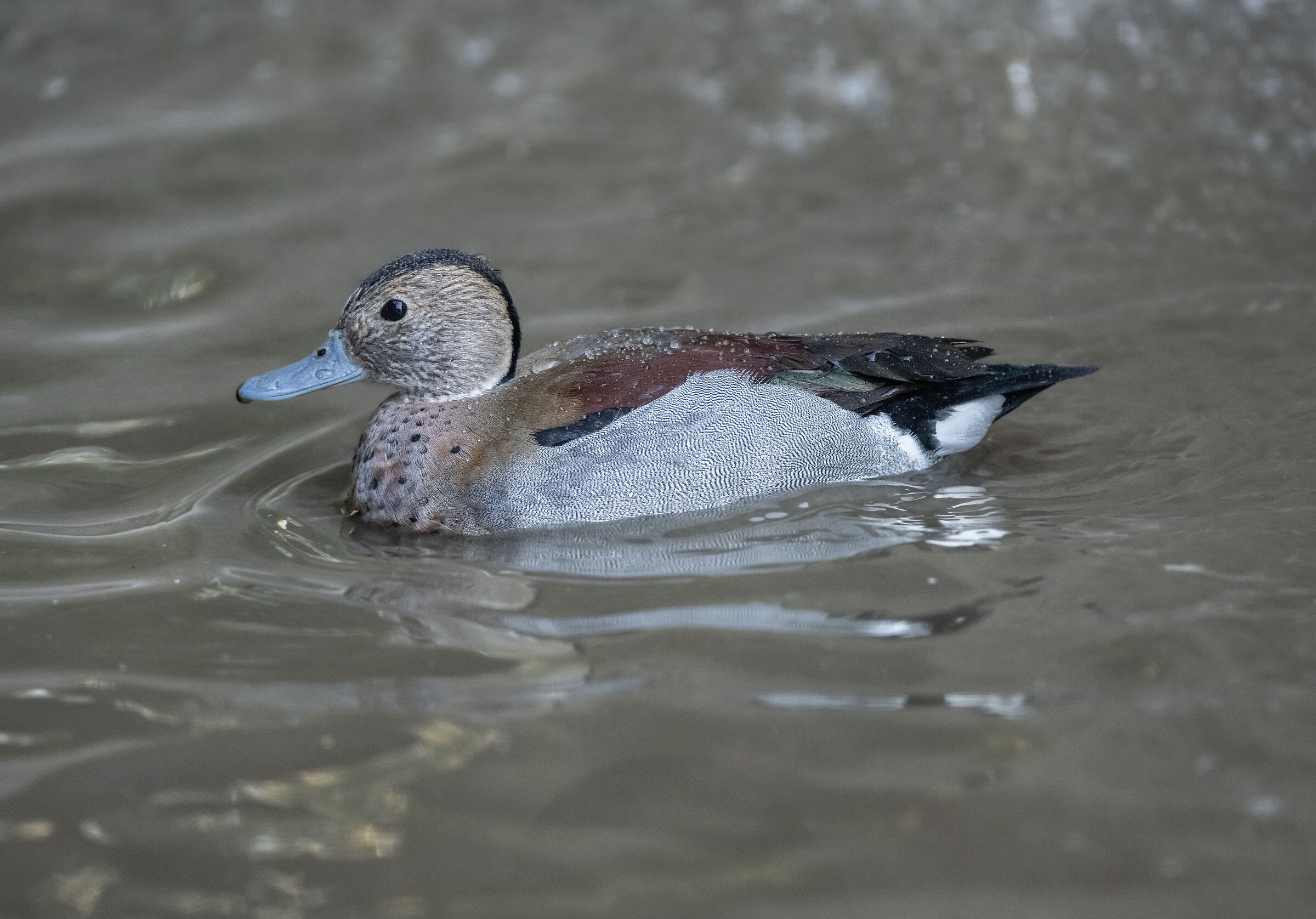 Alzavola anellata o anatra dagli anelli