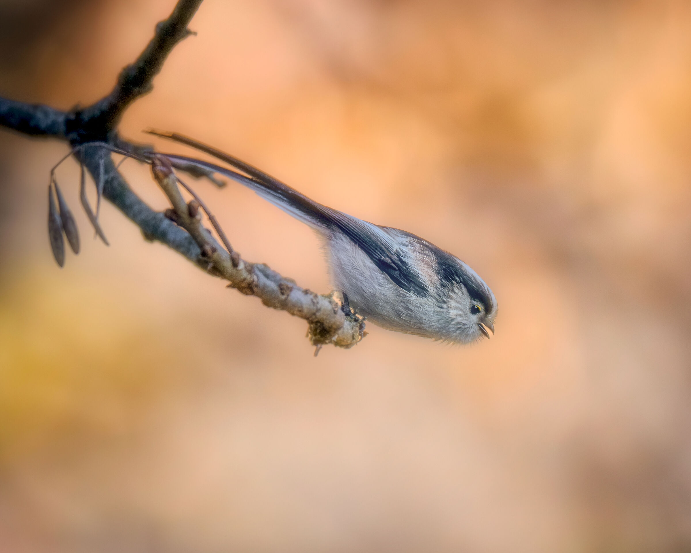 Long-tailed