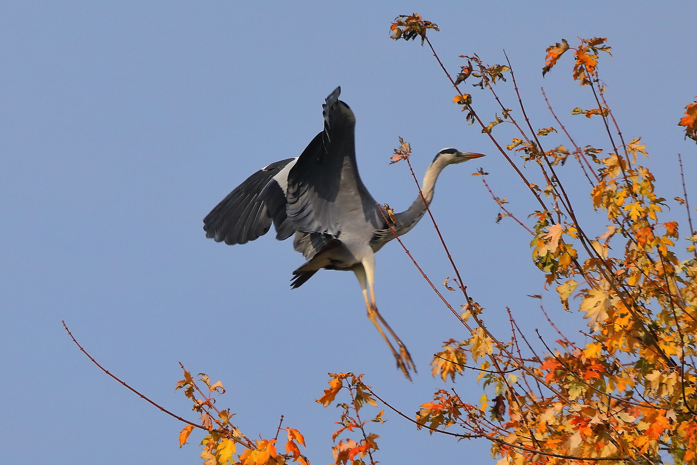 Cenerino novembre 2024 - 0068
