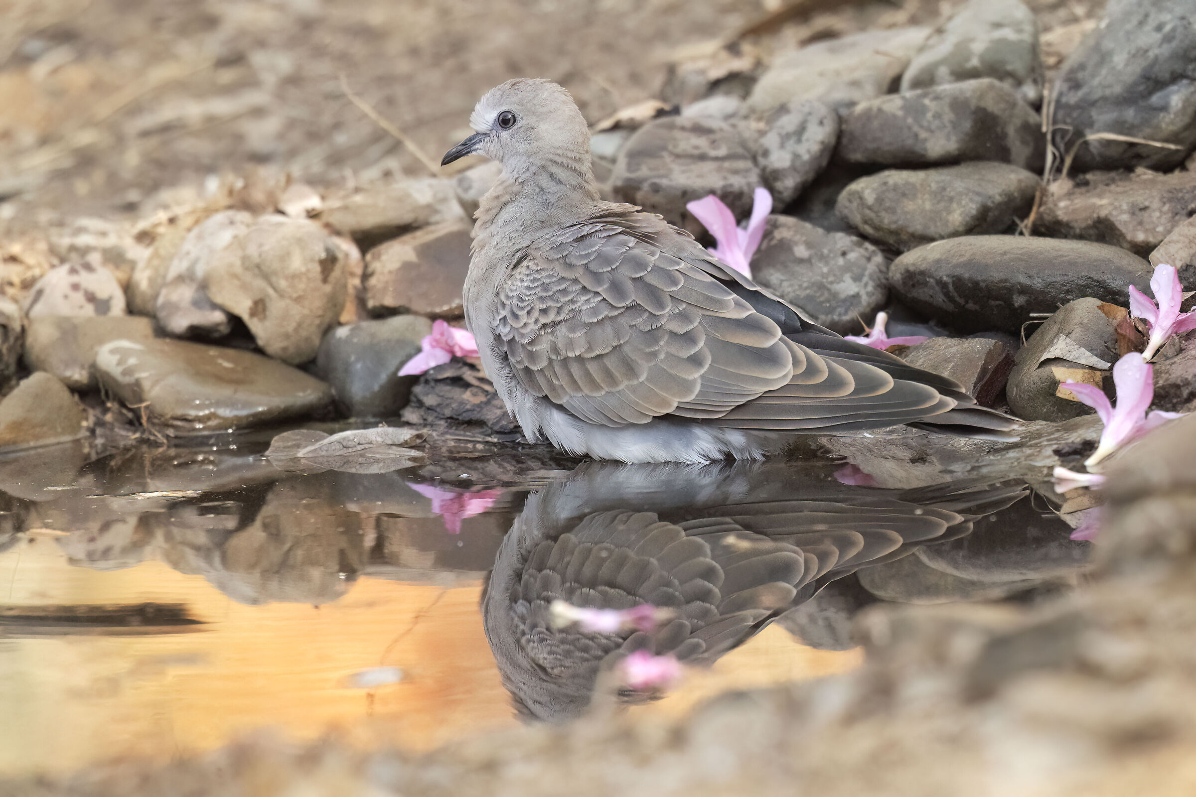 tortora selvatica giovane