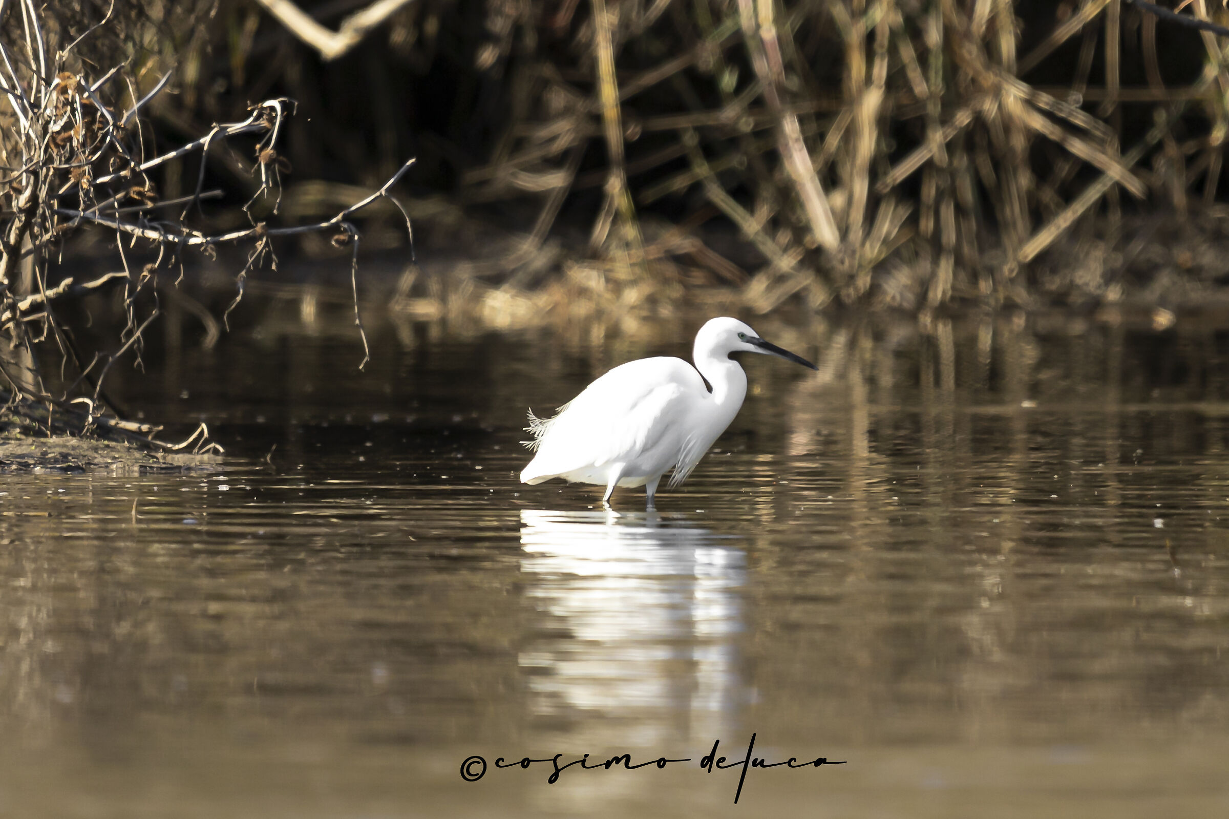 Egretta garzetta