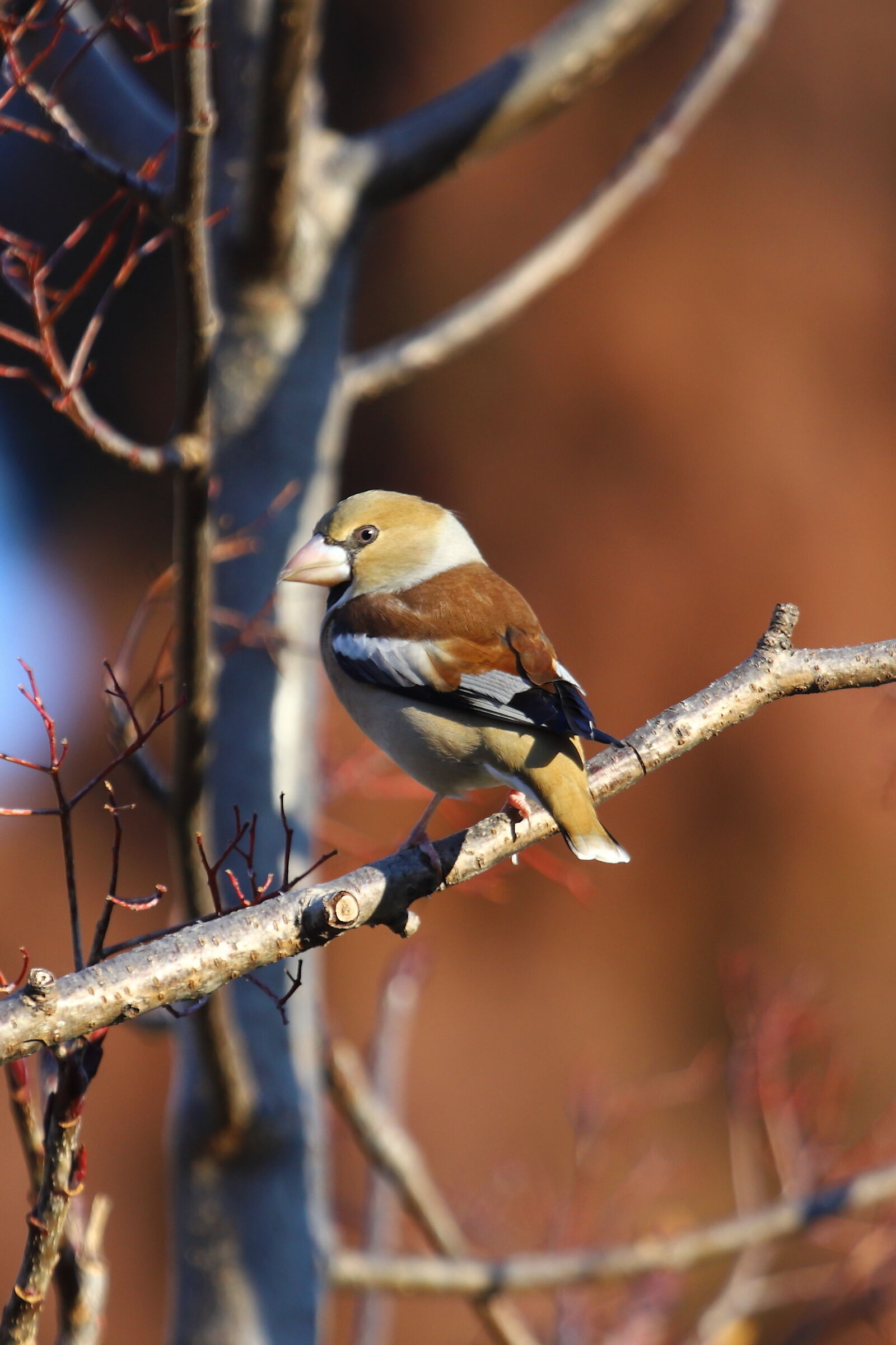 Female Hawfinch (Coccothraustes-coccothraustes)