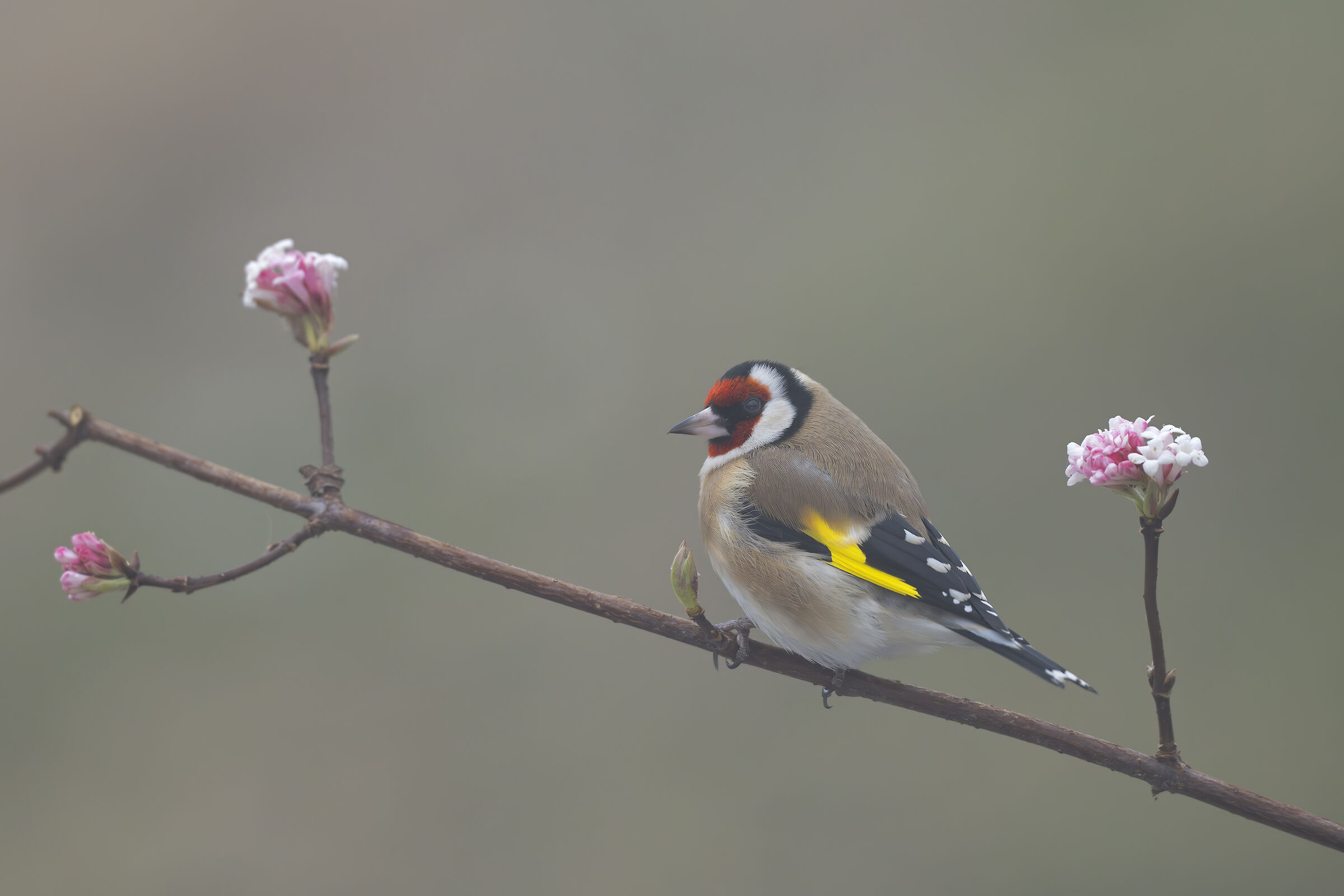Goldfinch