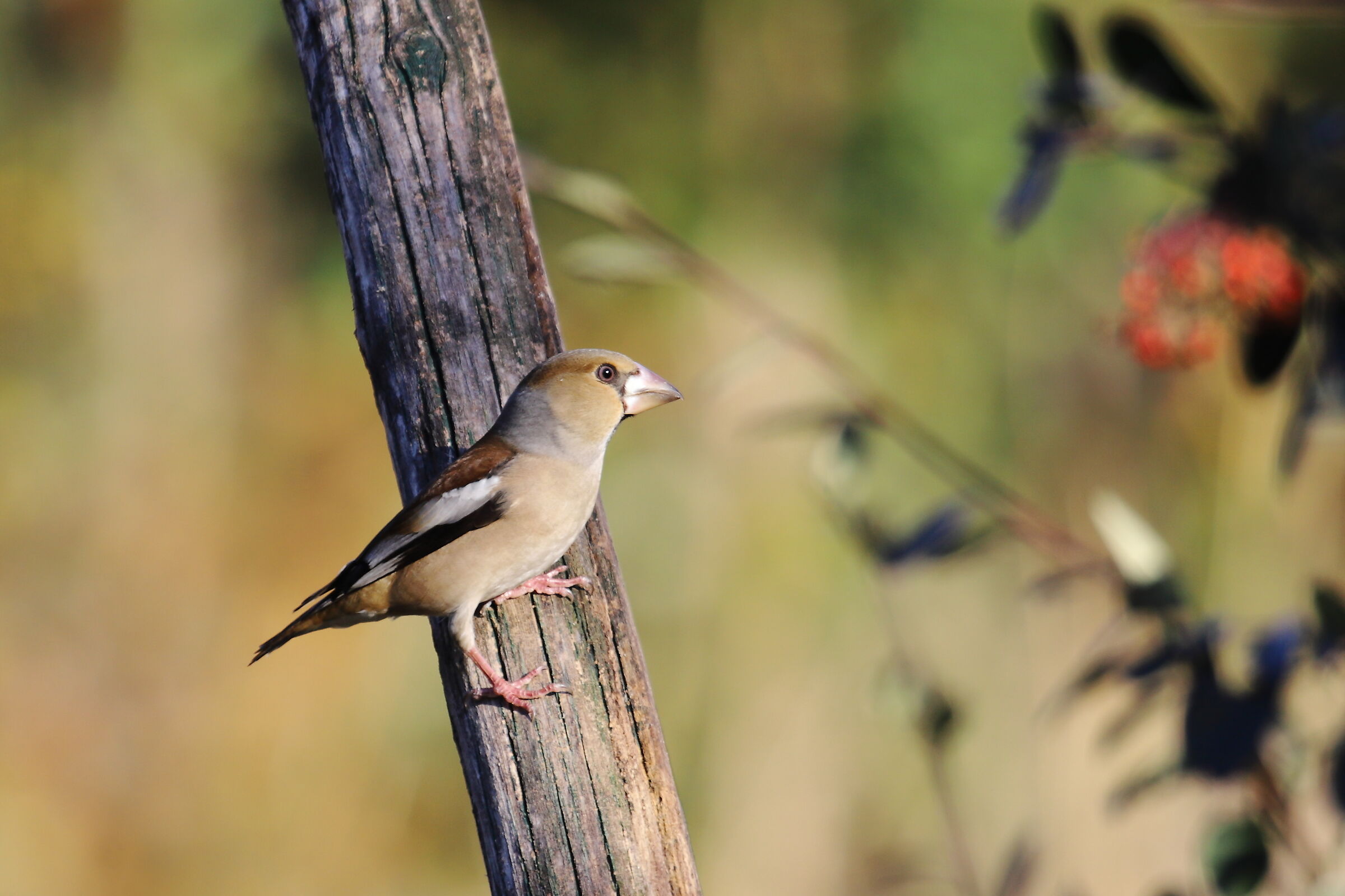 Female Hawfinch (Coccothraustes-coccothraustes)