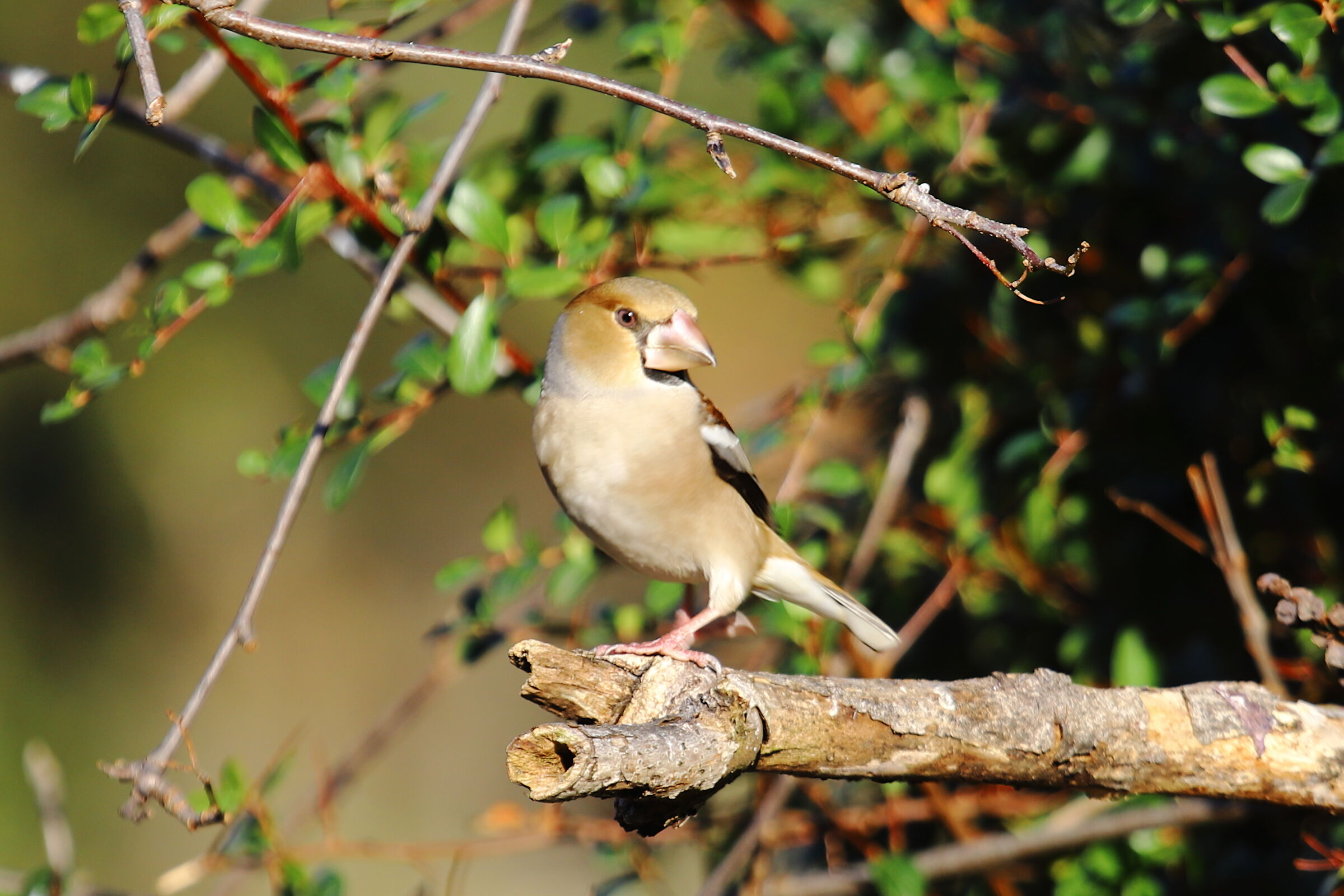 Female Hawfinch (Coccotthraustes-coccothraustes)