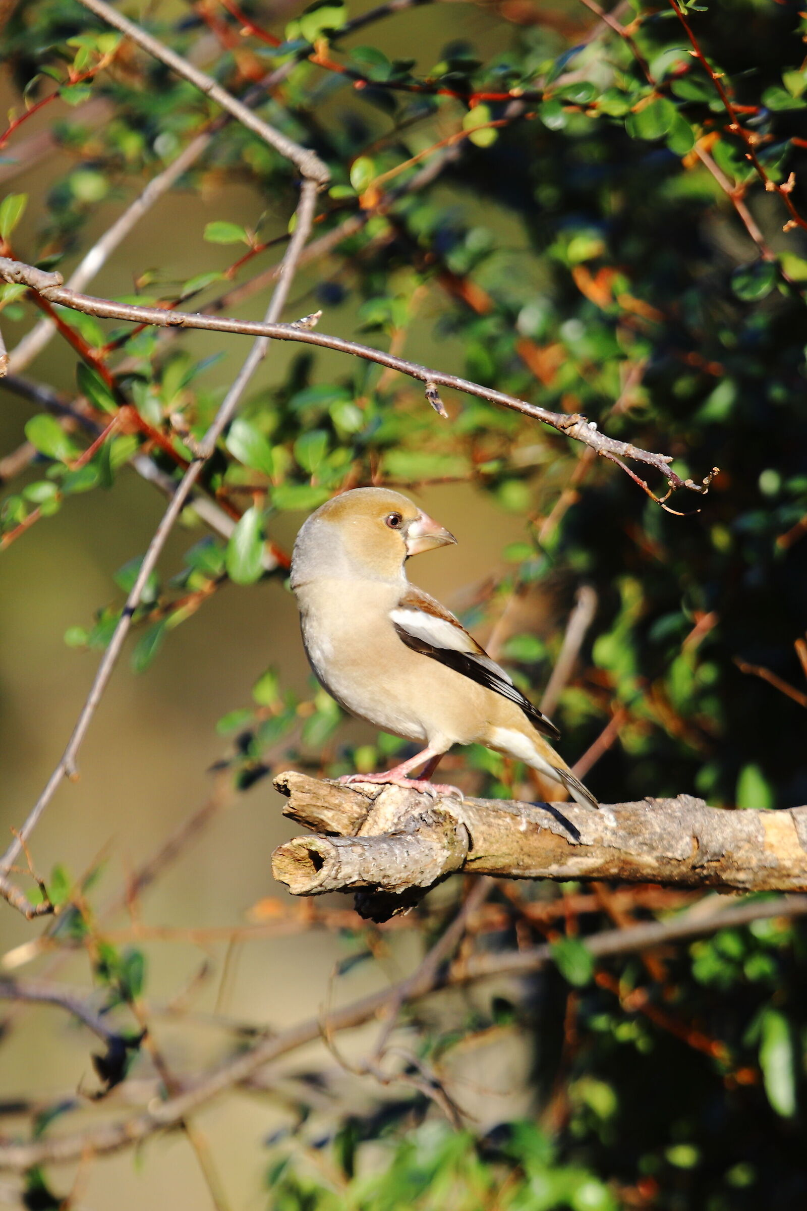 Female Hawfinch (Coccothraustes-coccothraustes)