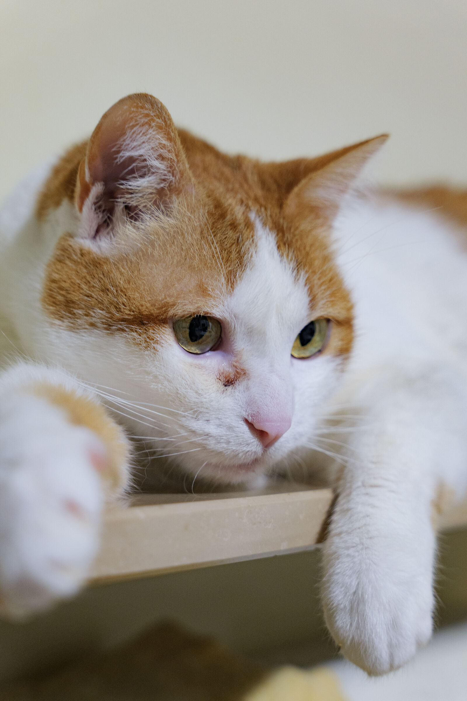 CAT 1