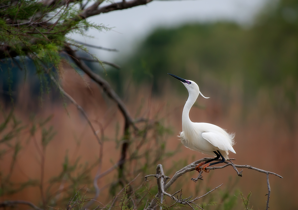 La perfetta eleganza di Egretta garzetta 2